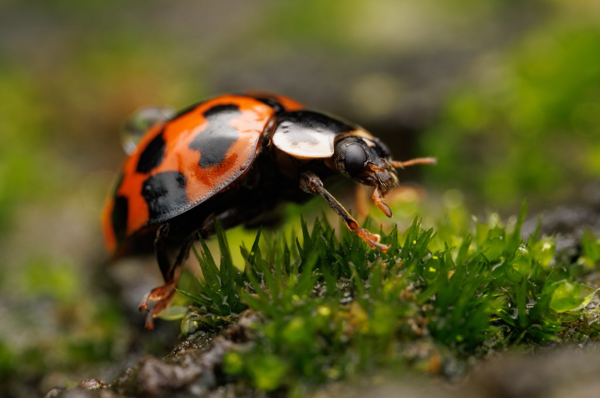 Lady Beetle