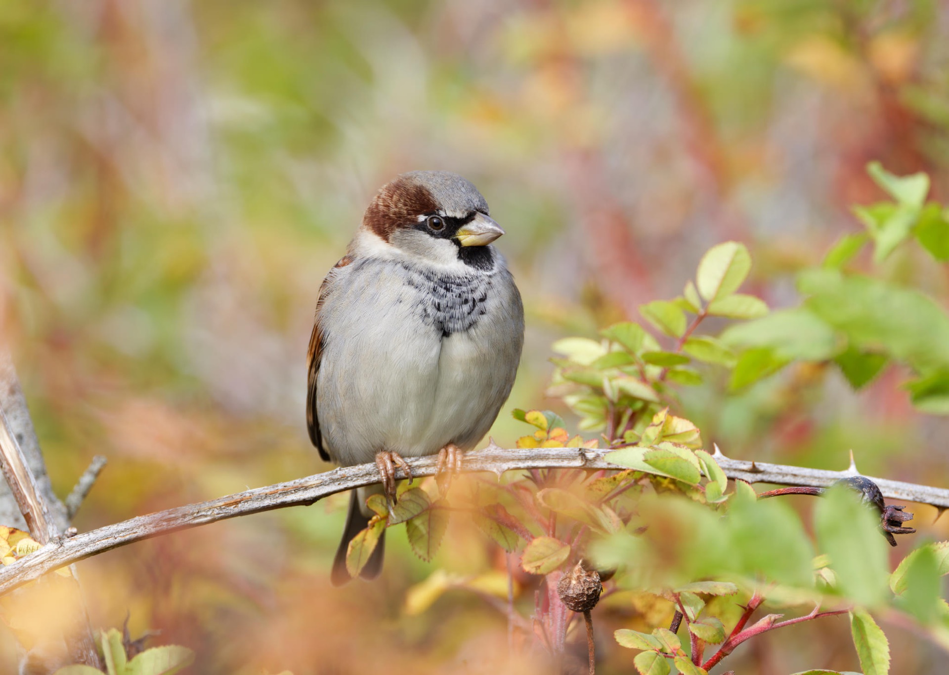 House Sparrow
