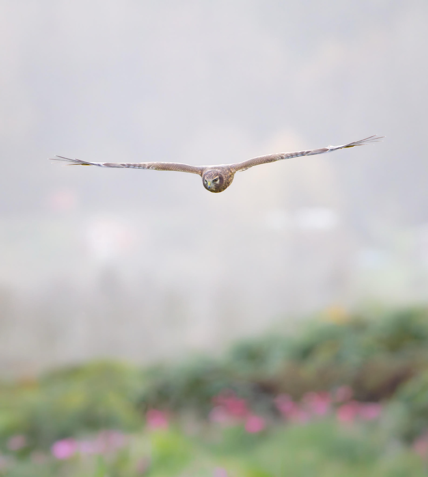 Northern Harrier