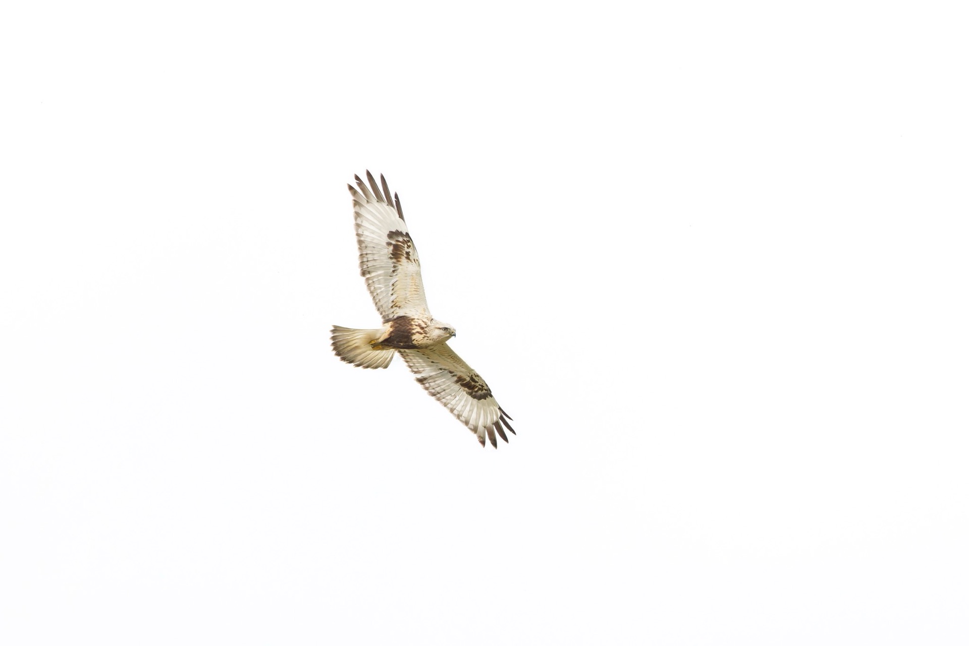 Rough-legged Hawk