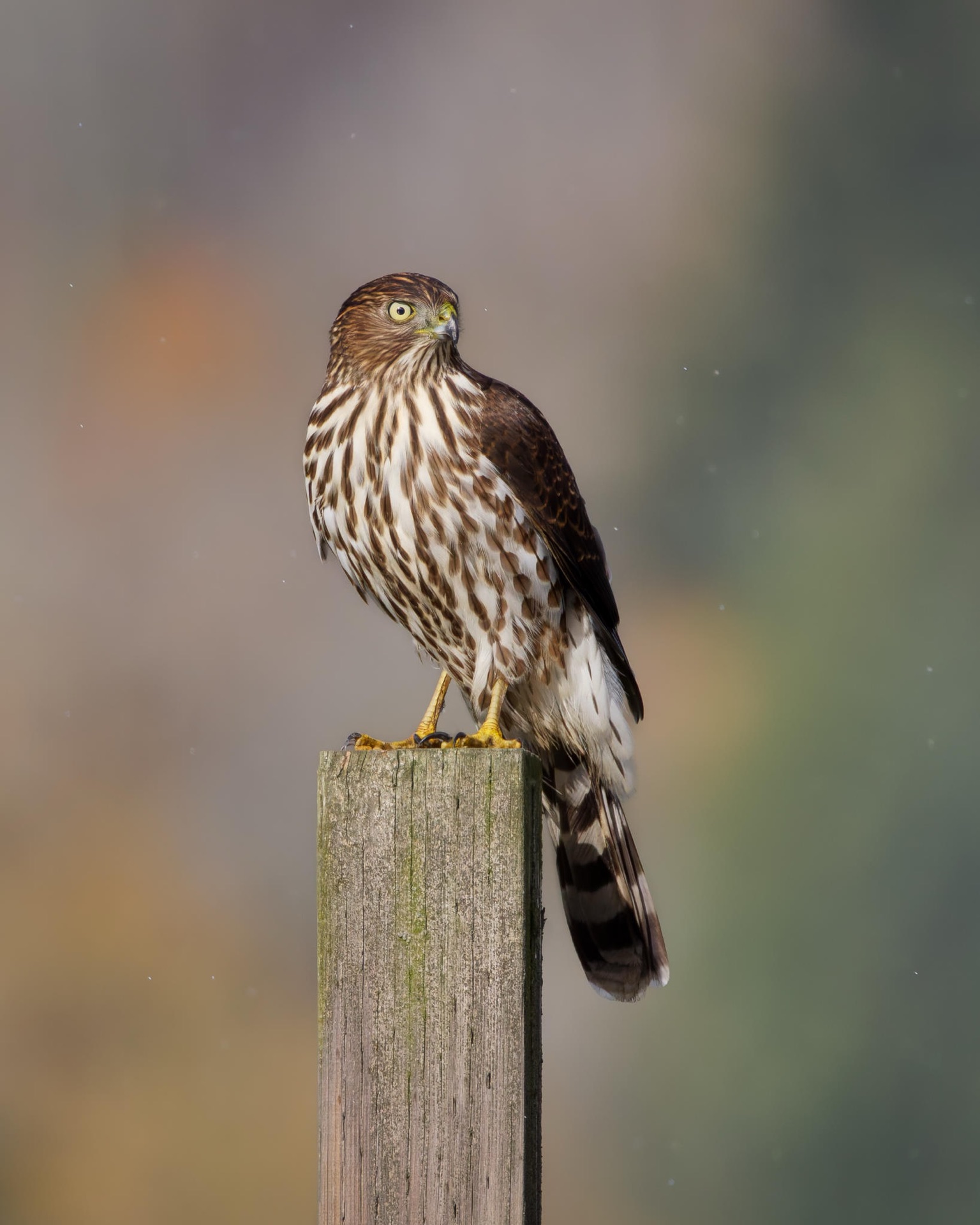 Cooper's Hawk