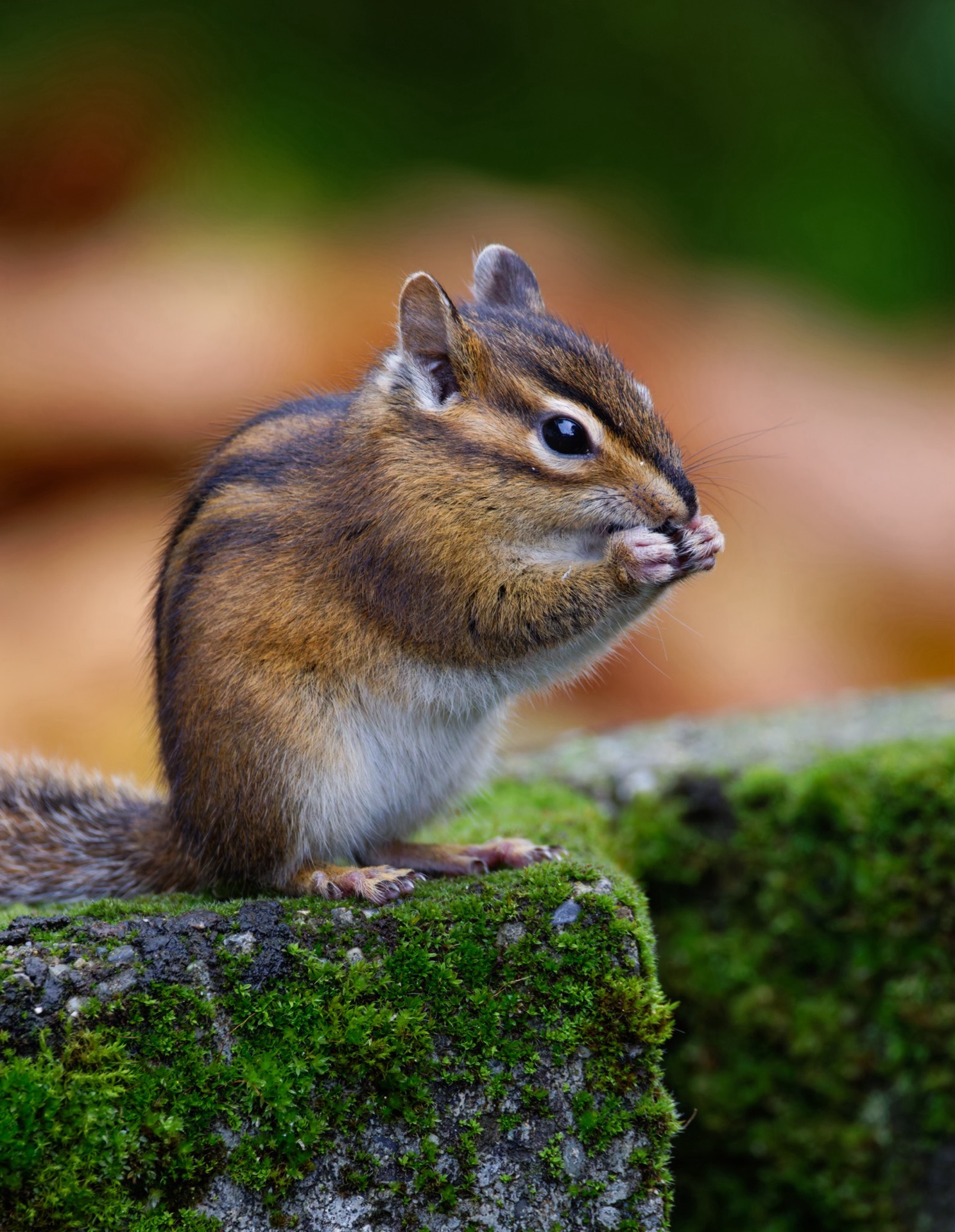 Townsend's Chipmunk