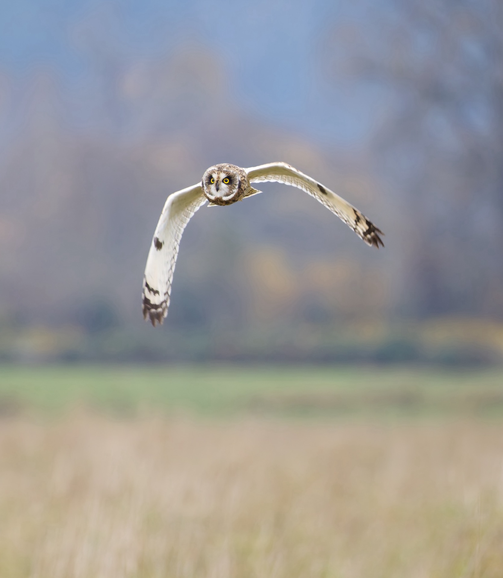 Short-eared Owl