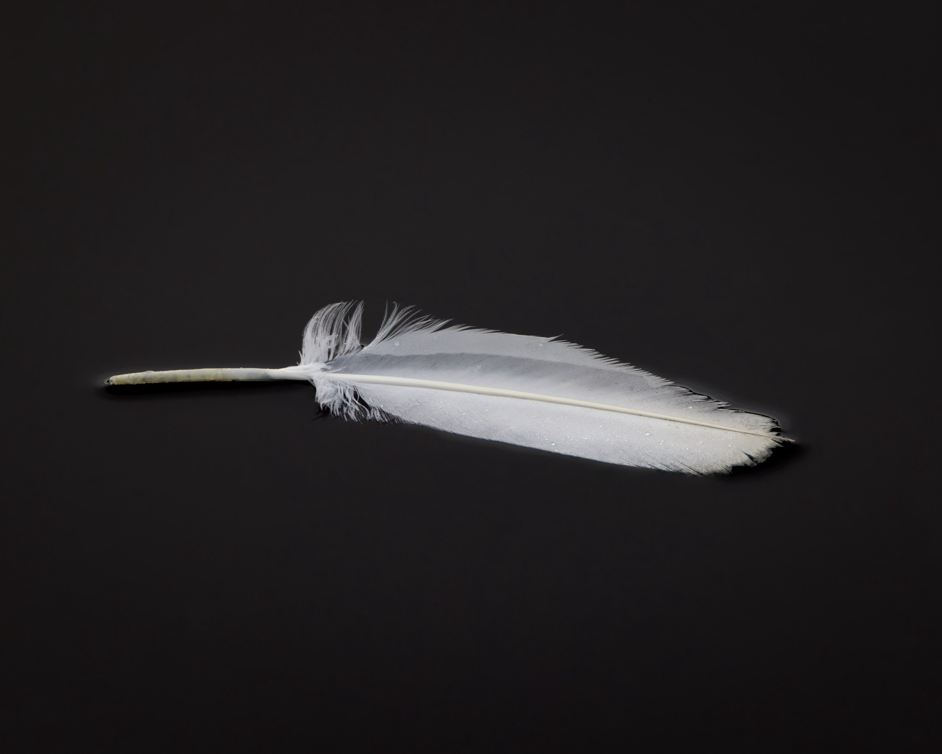 Swan Feather