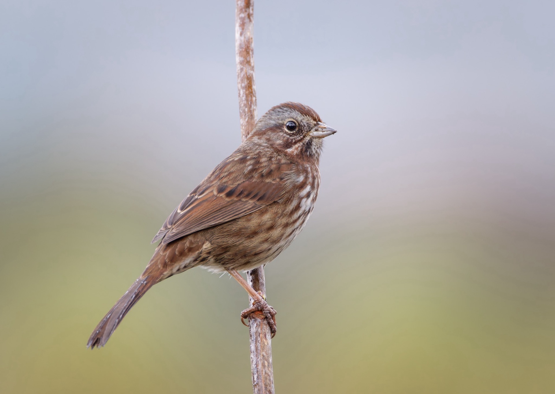 Song Sparrow