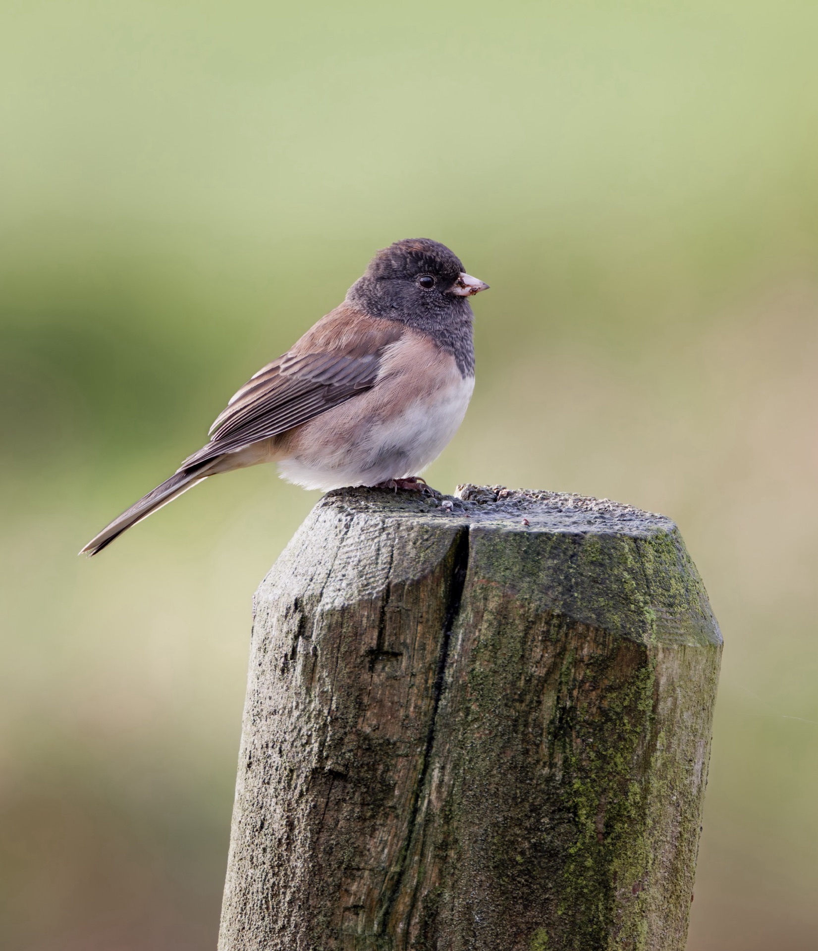 Dark-eyed Junco