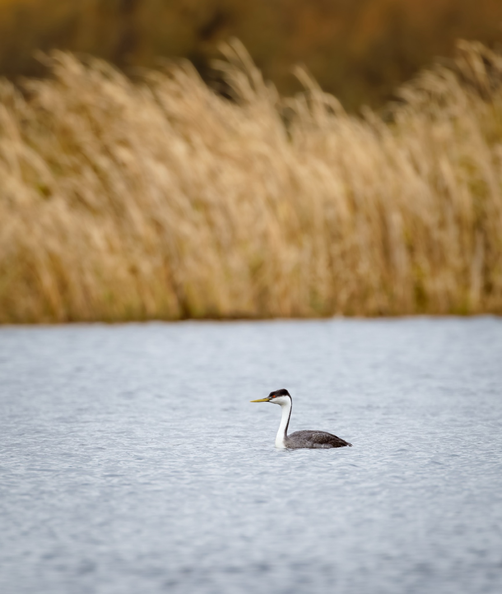 Western Grebe