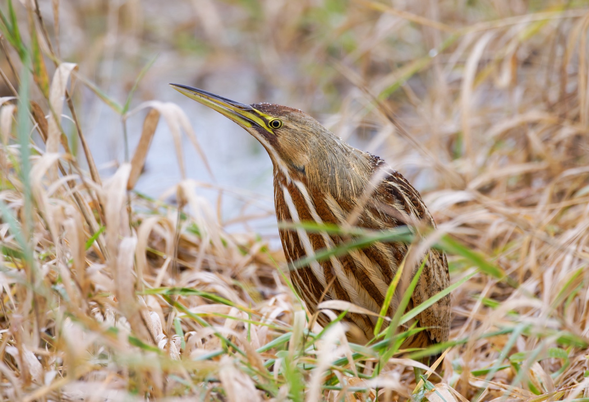 American Bittern