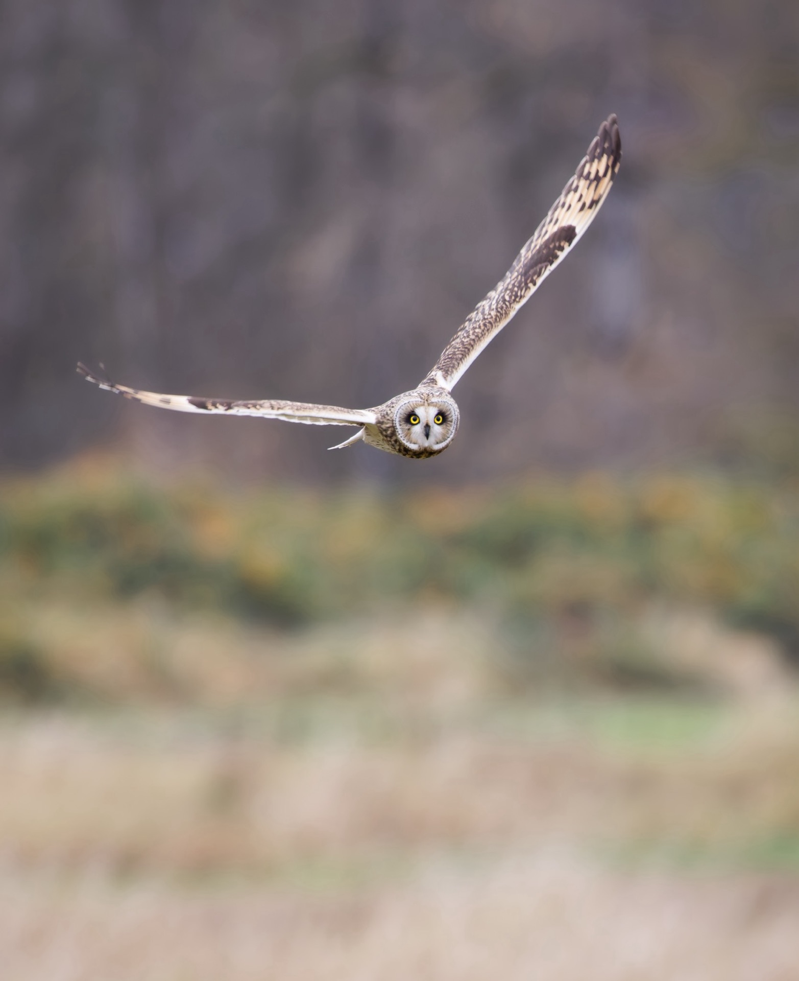 Short-eared Owl