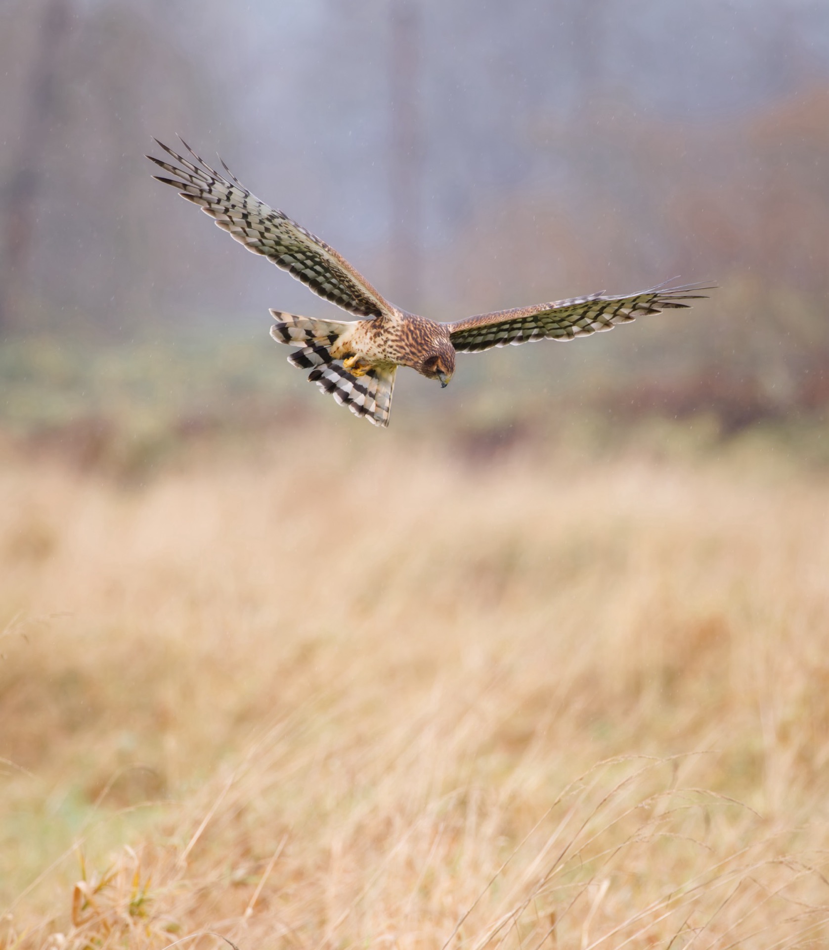 Northern Harrier