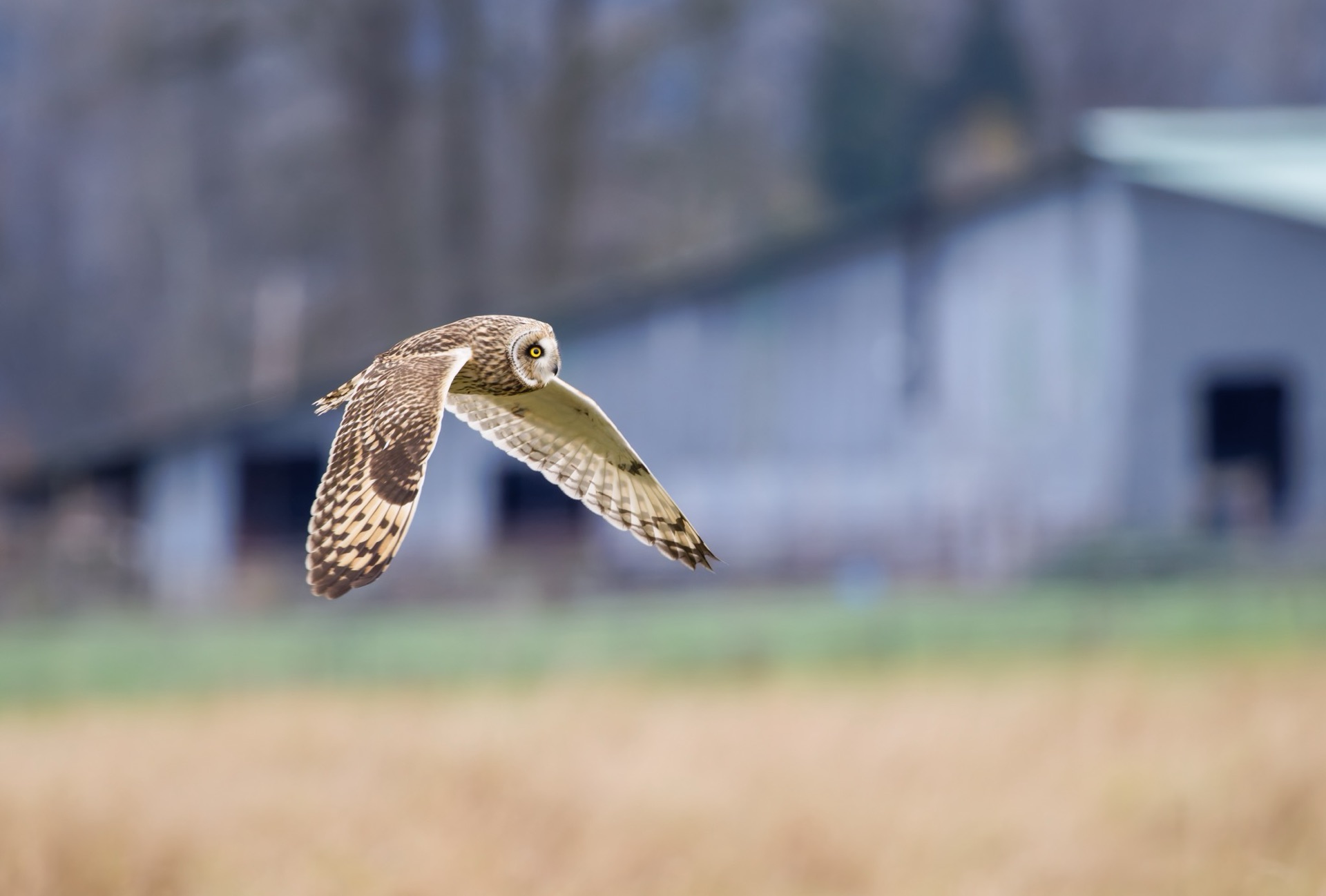 Short-eared Owl
