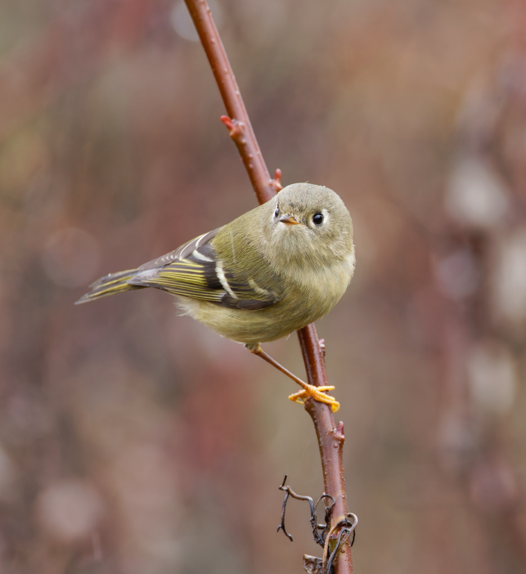 Ruby-crowned Kinglet
