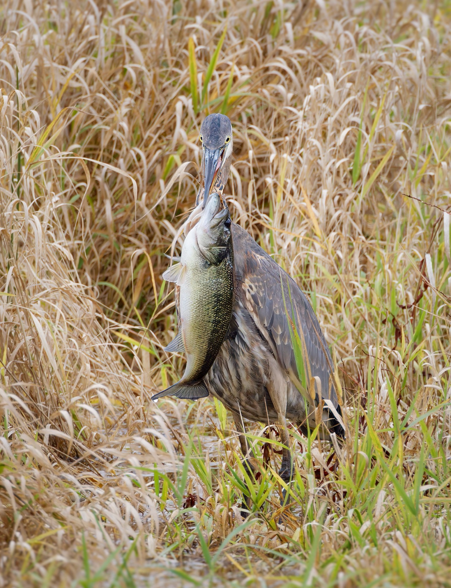 Great Blue Heron & Largemouth Bass