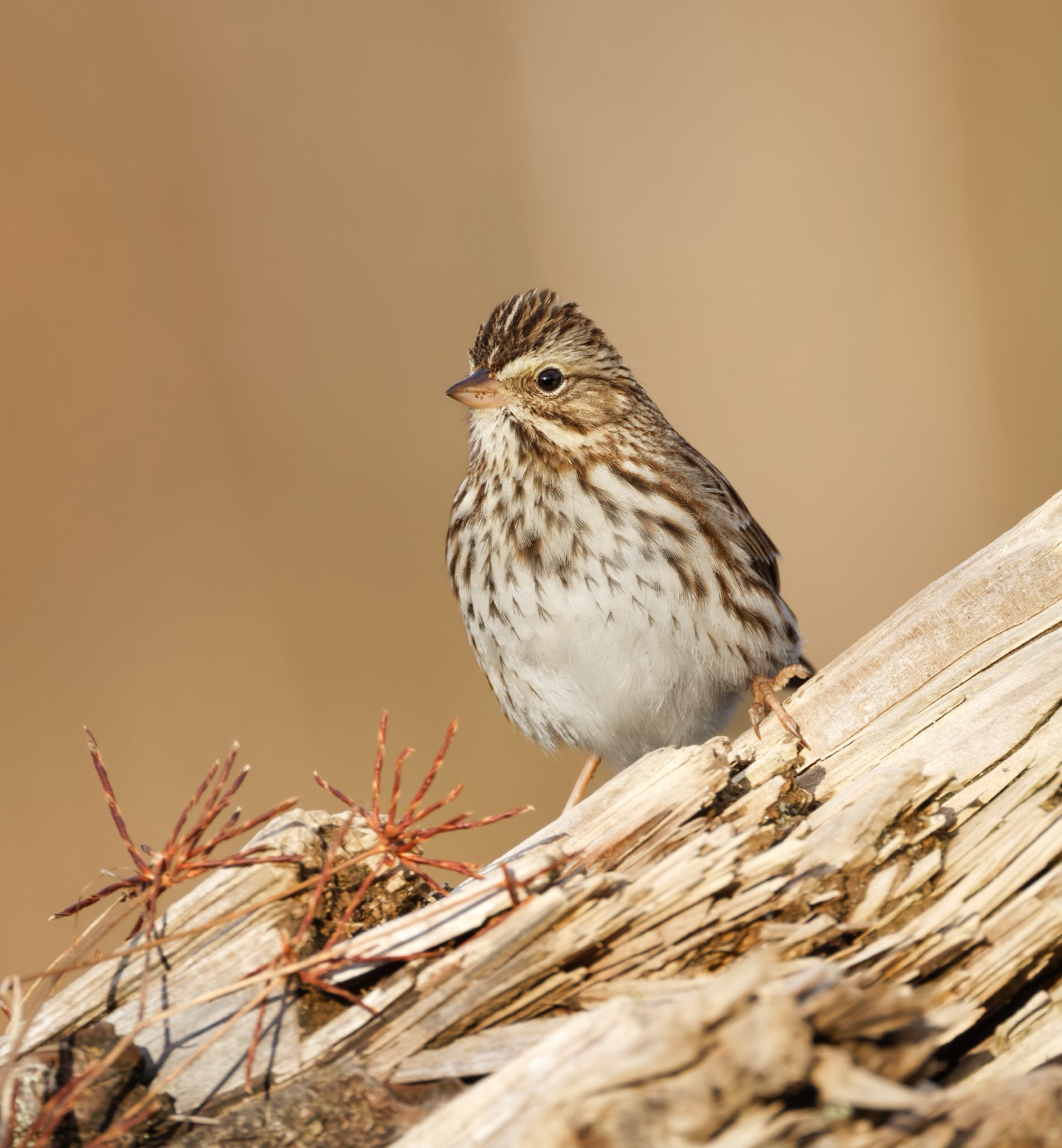 Savannah Sparrow