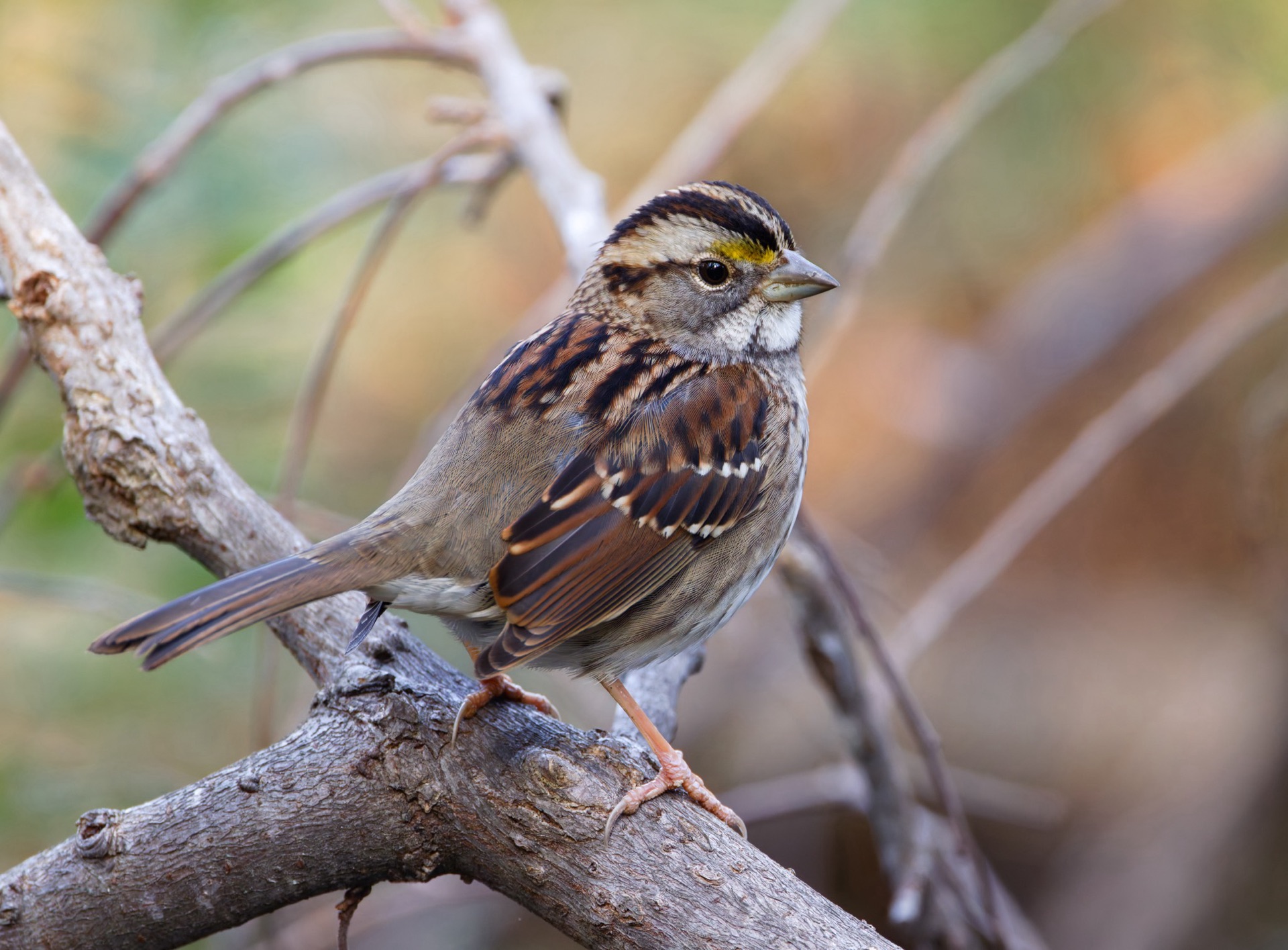 White-throated Sparrow
