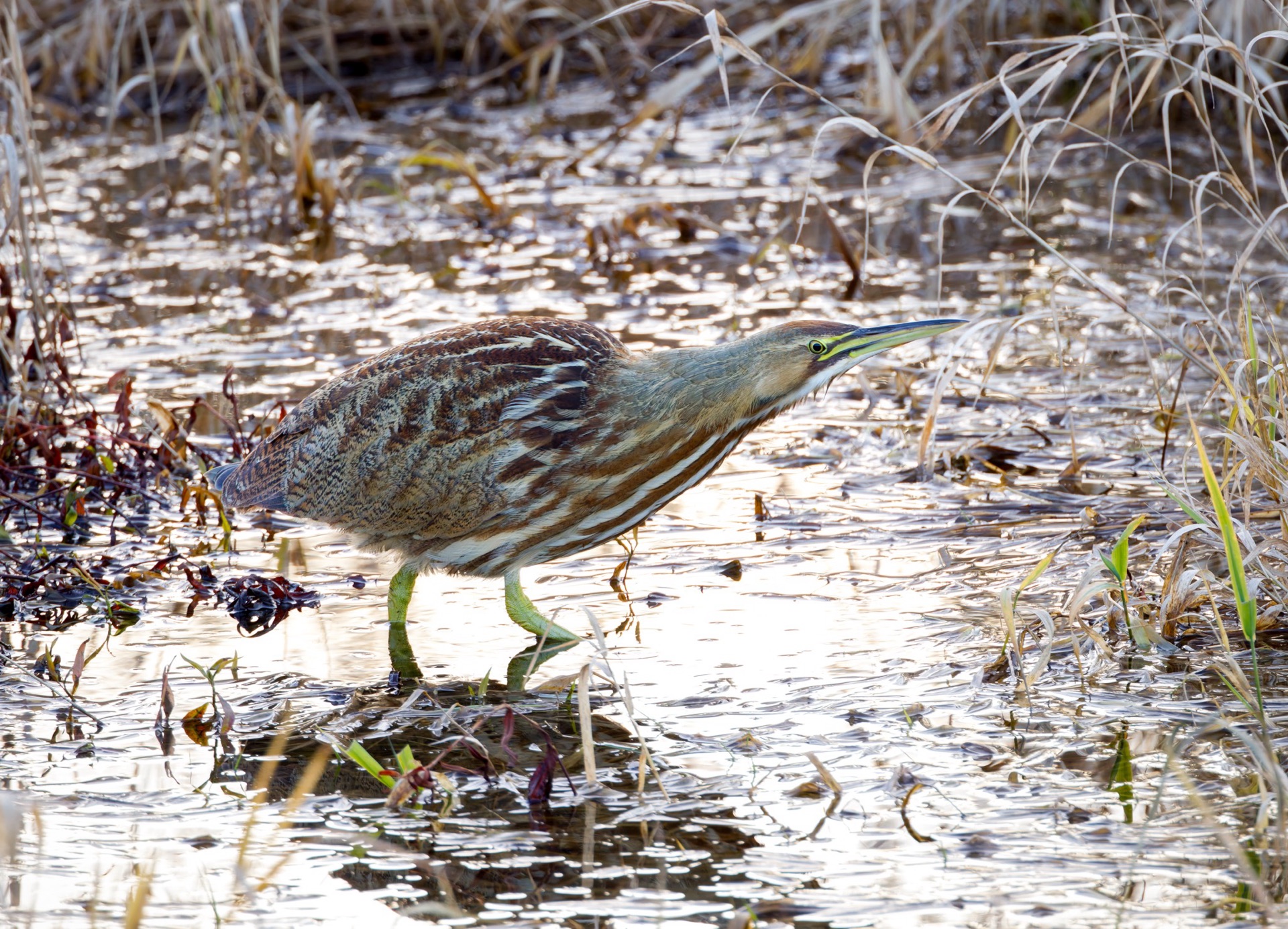 American Bittern