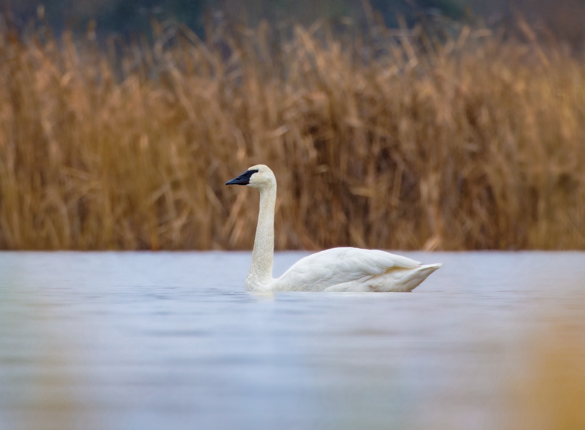 Trumpeter Swan