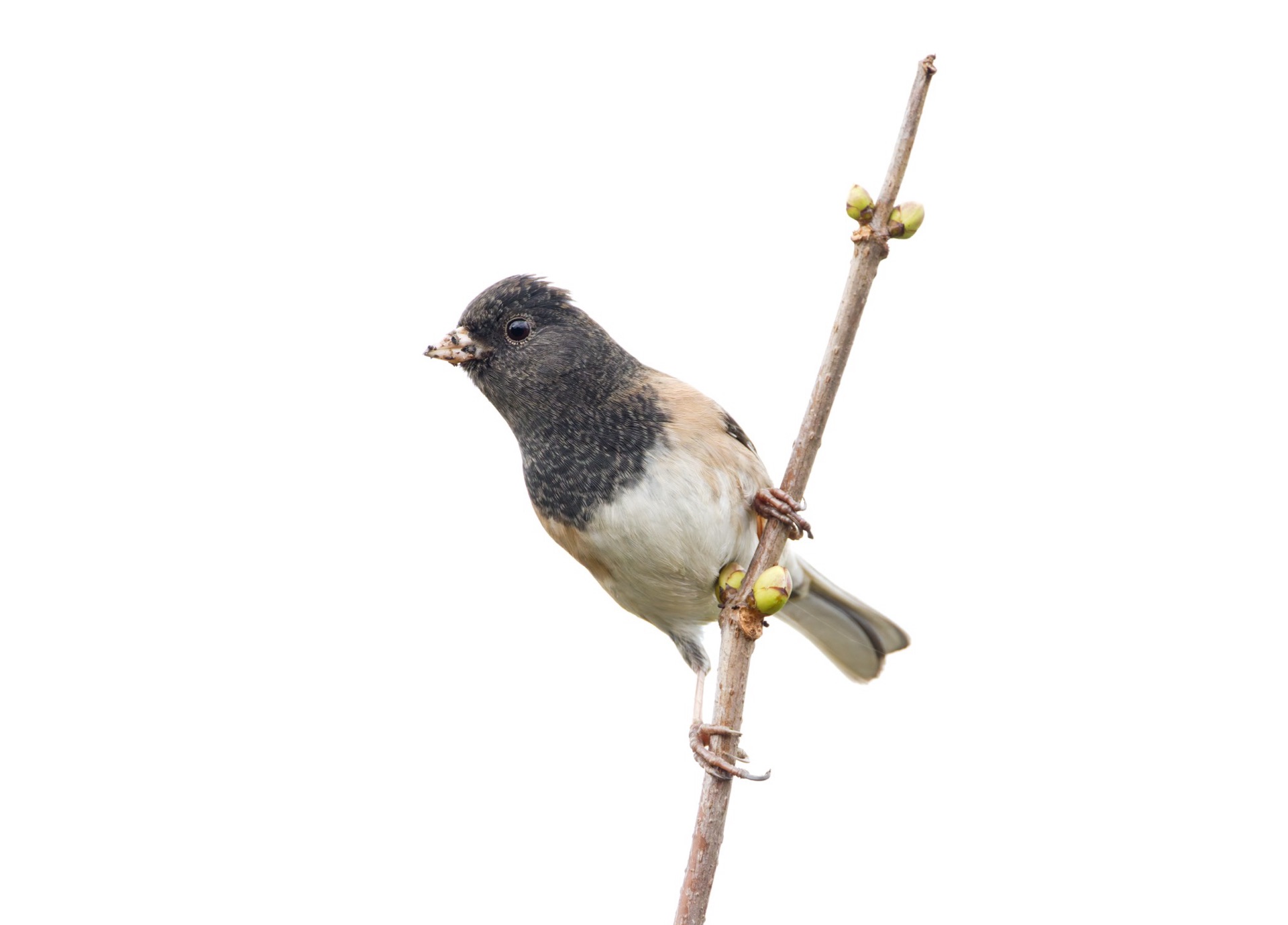 Dark-eyed Junco