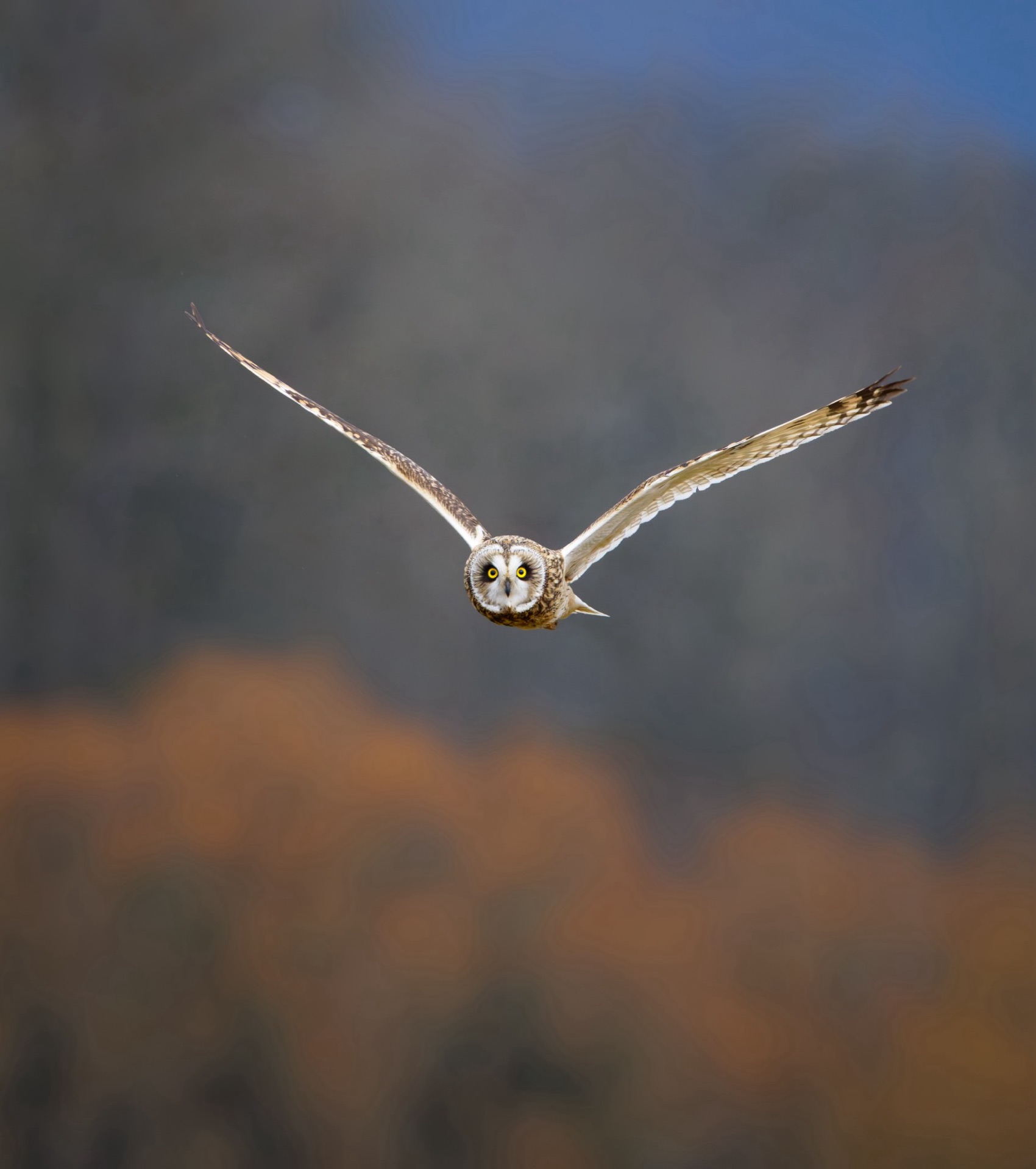 Short-eared Owl