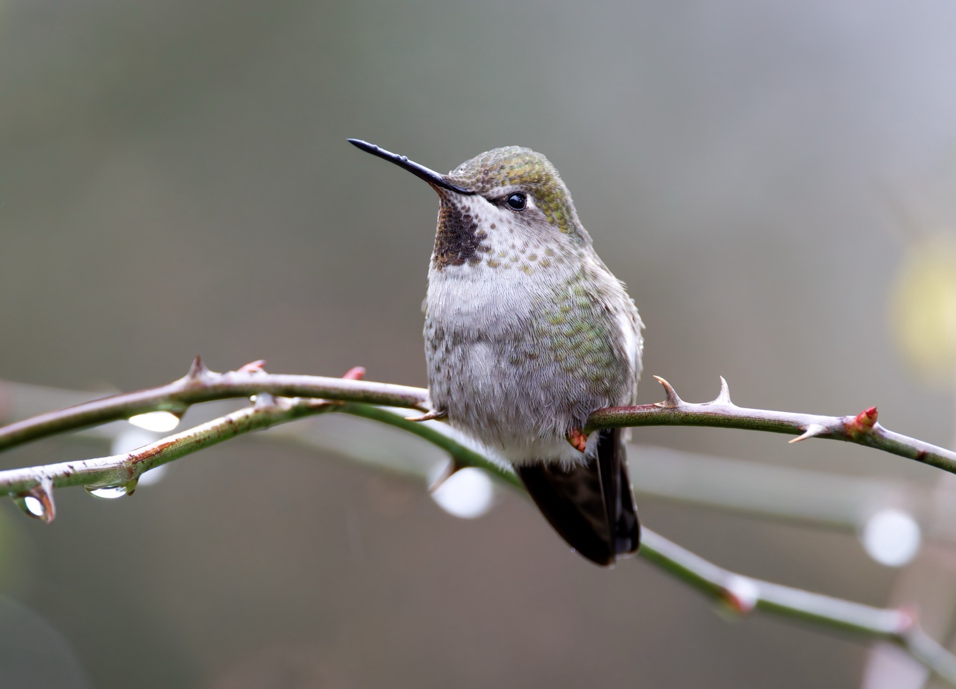 Anna's Hummingbird