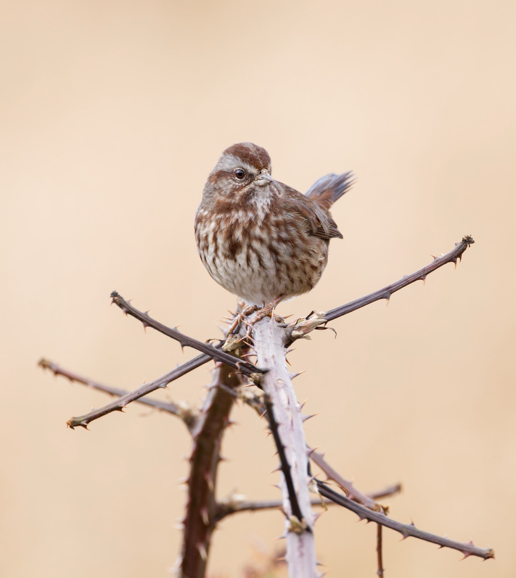 Song Sparrow