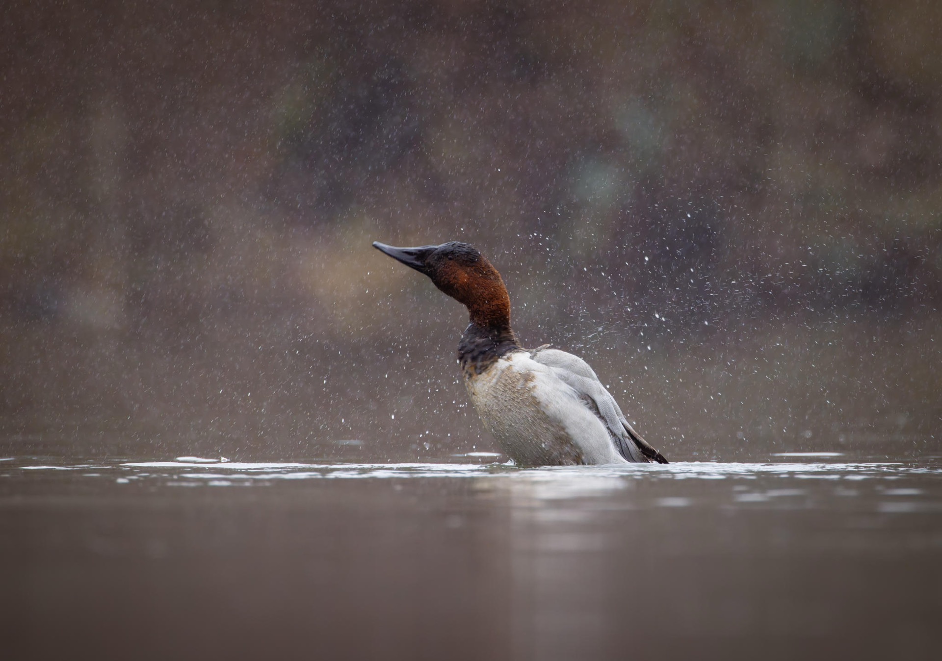 Canvasback