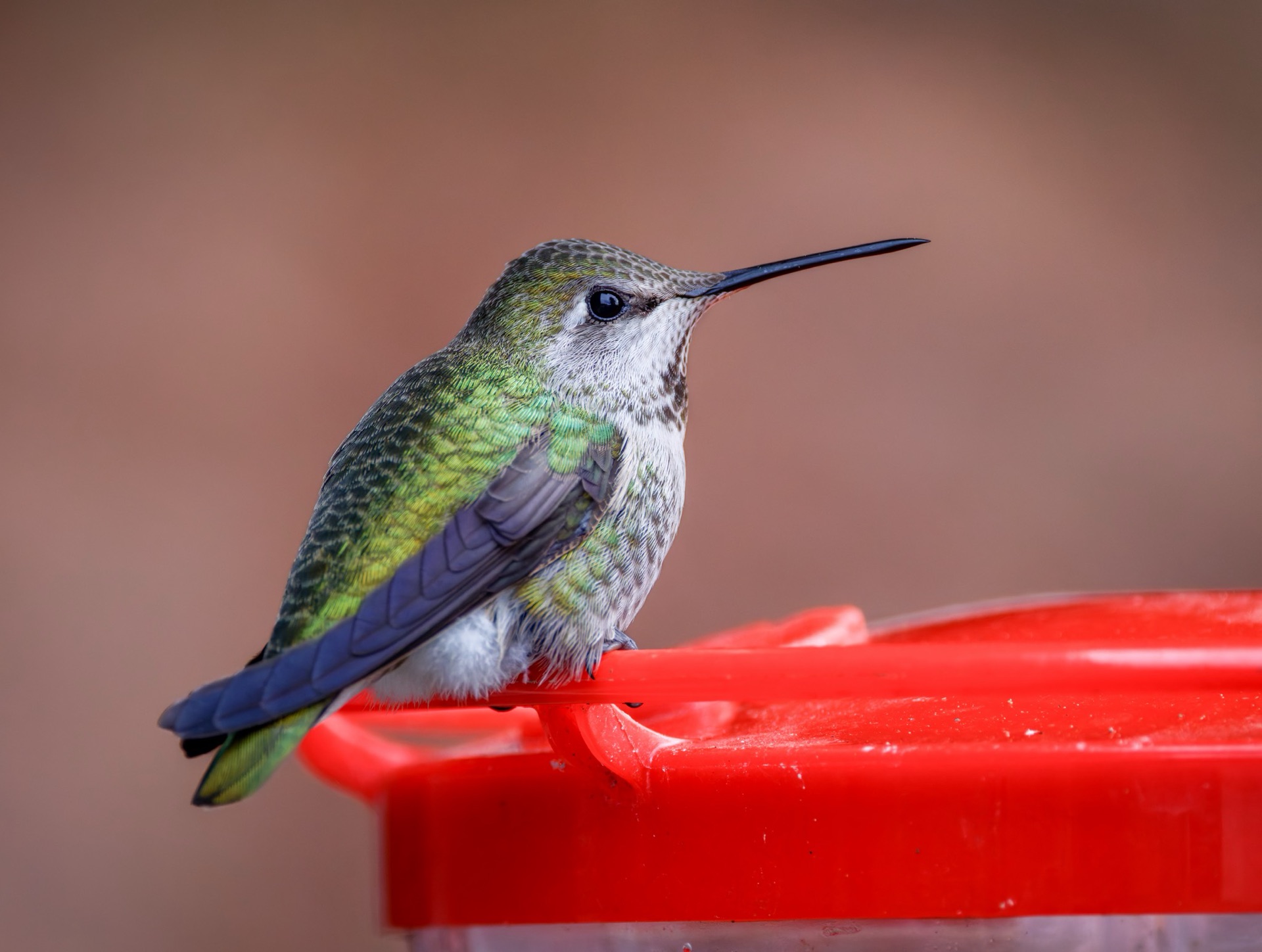 Anna's Hummingbird