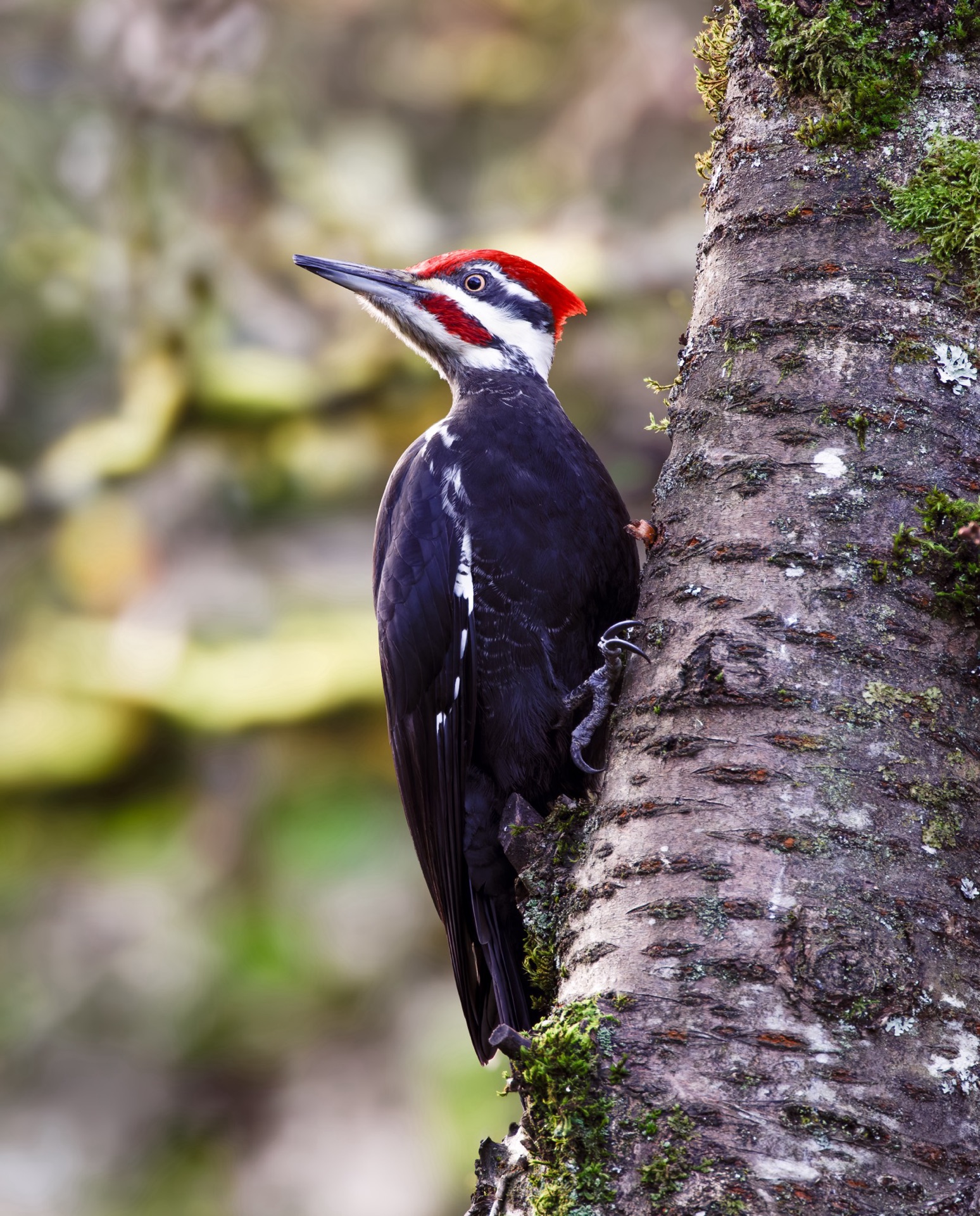 Pileated Woodpecker