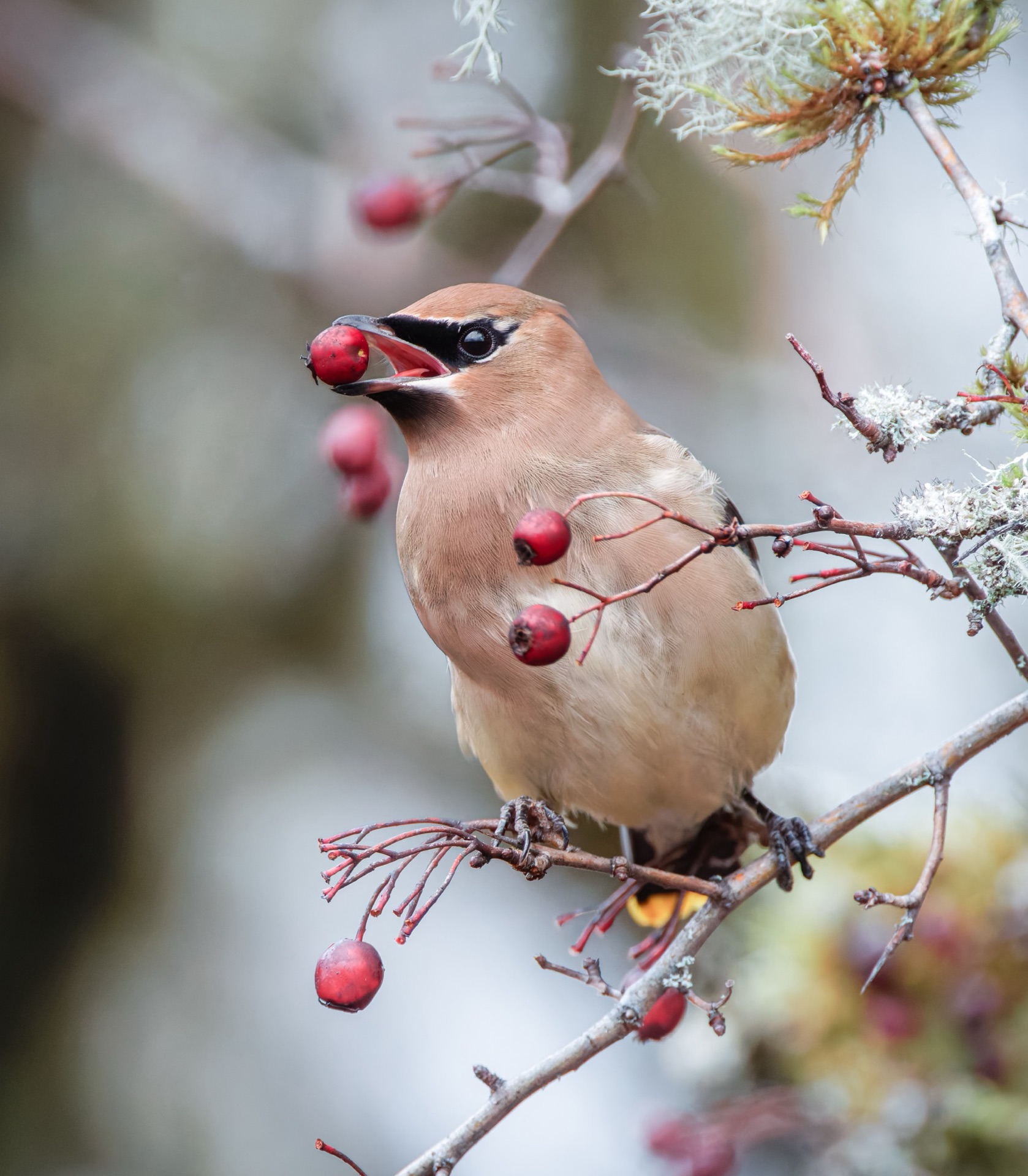 Cedar Waxwing