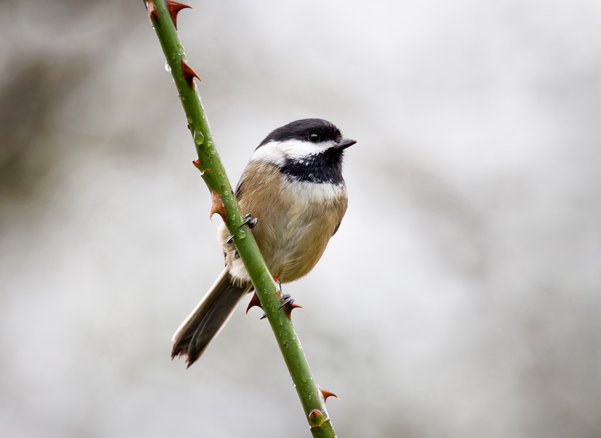 Black-capped Chickadee