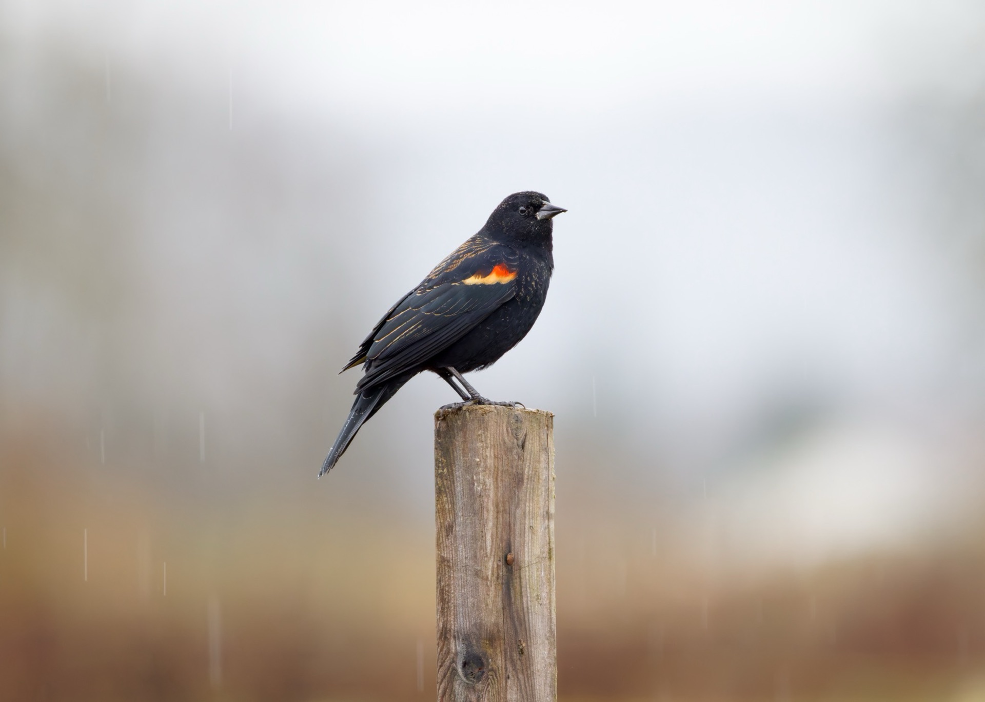 Red-winged Blackbird