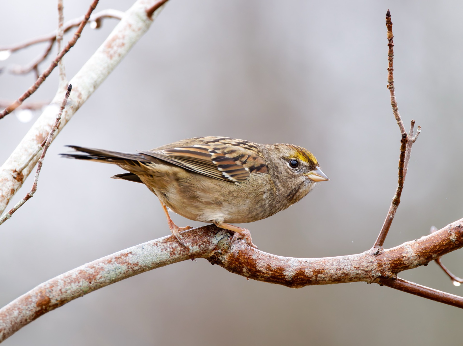 Golden-crowned Sparrow