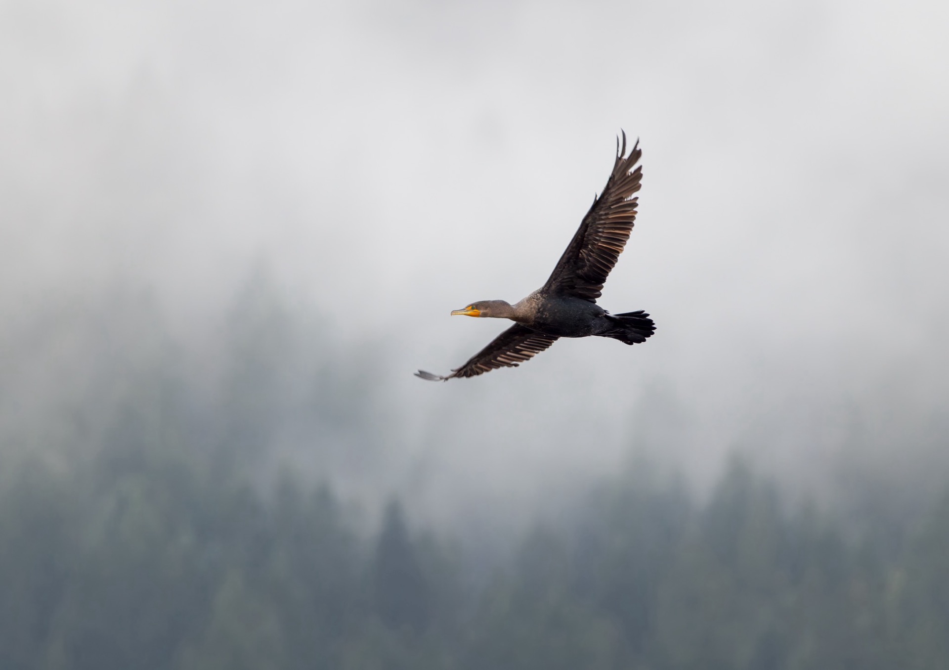 Double-crested Cormorant