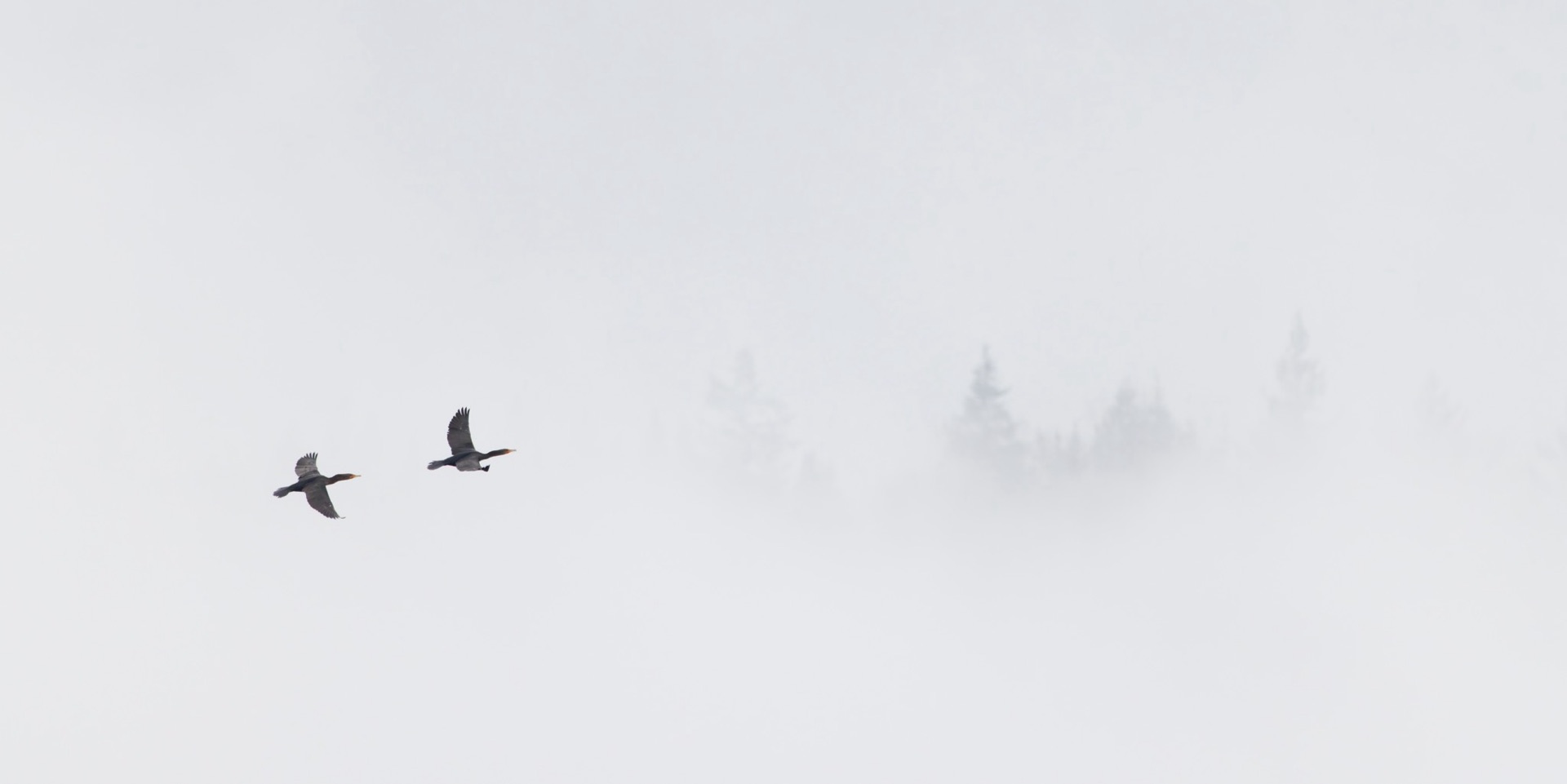 Double-crested Cormorants