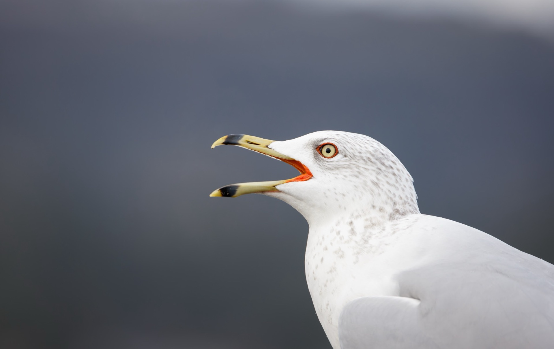 Ring-billed Gull