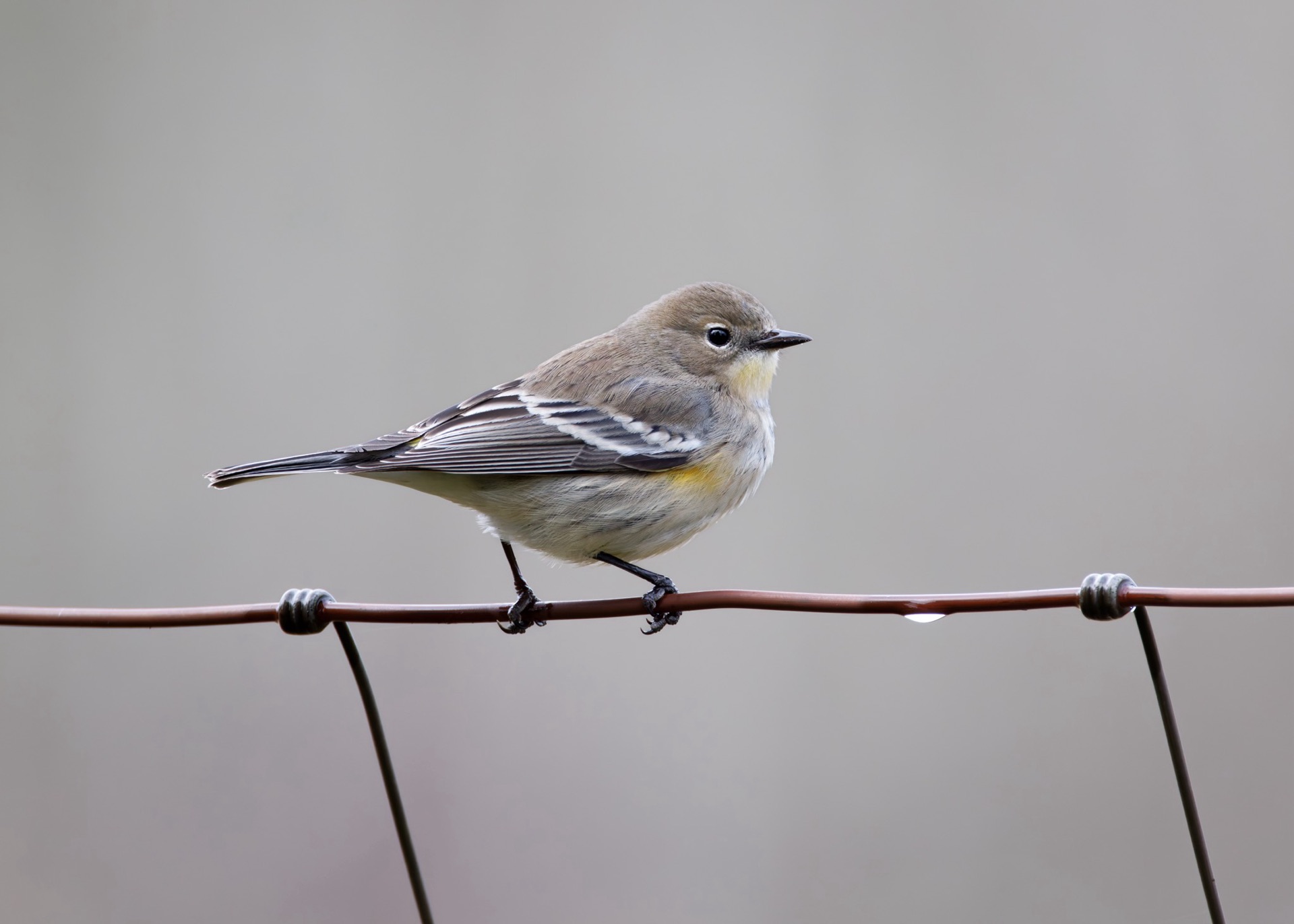 Yellow-rumped Warbler