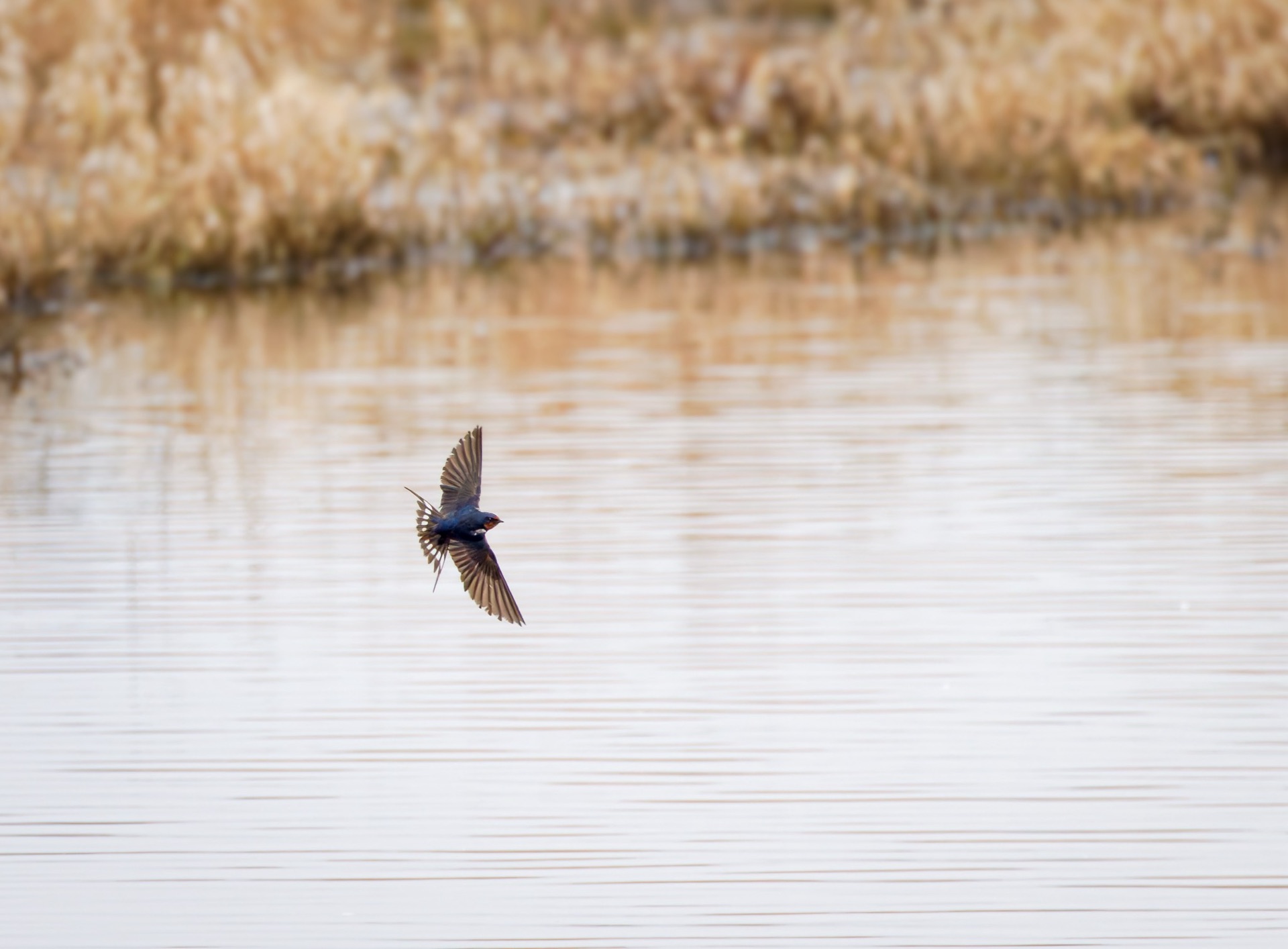 Barn Swallow