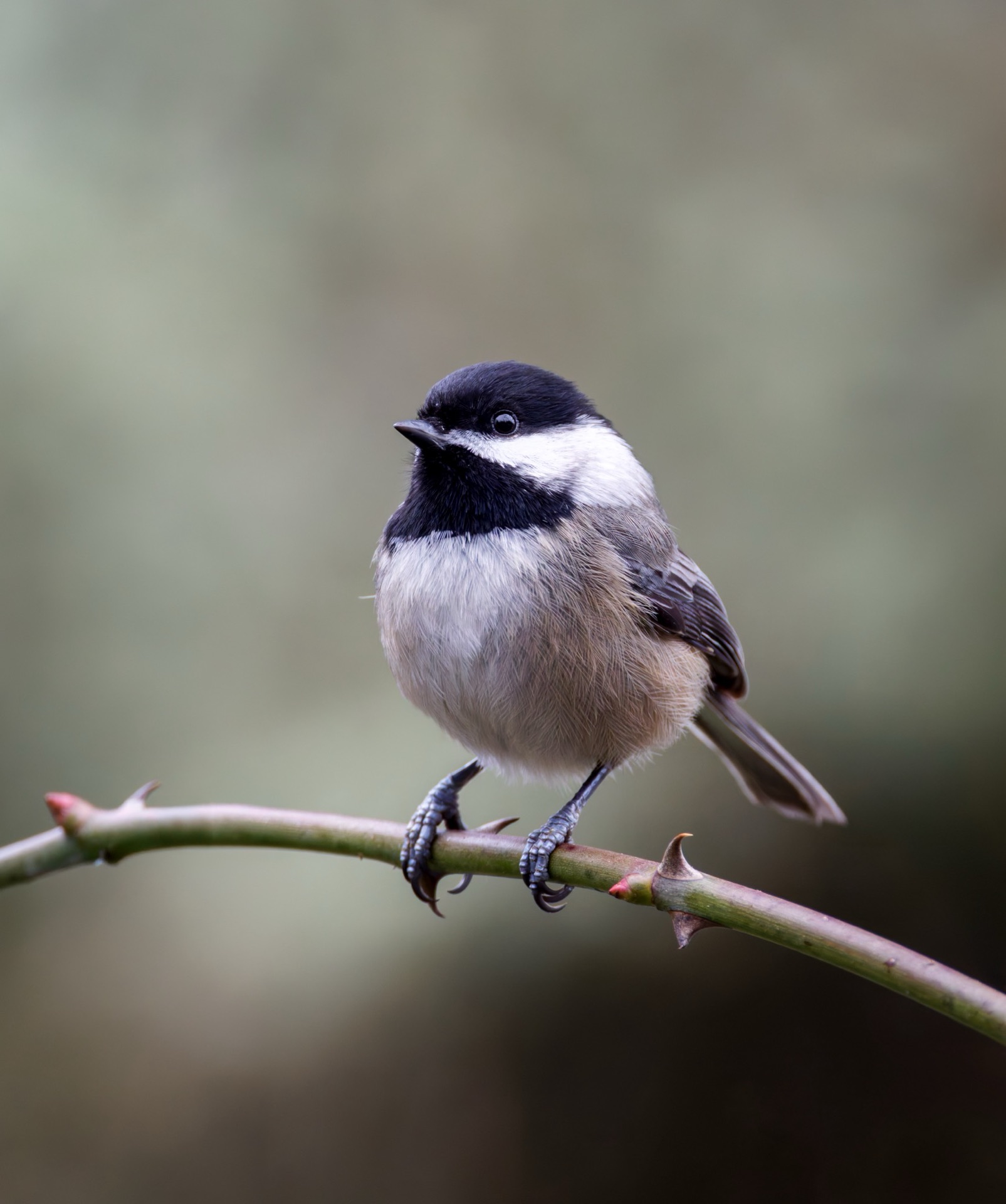 Black-capped Chickadee