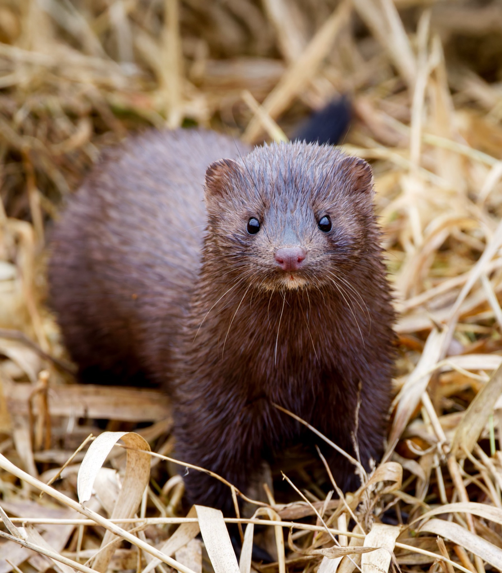 American Mink