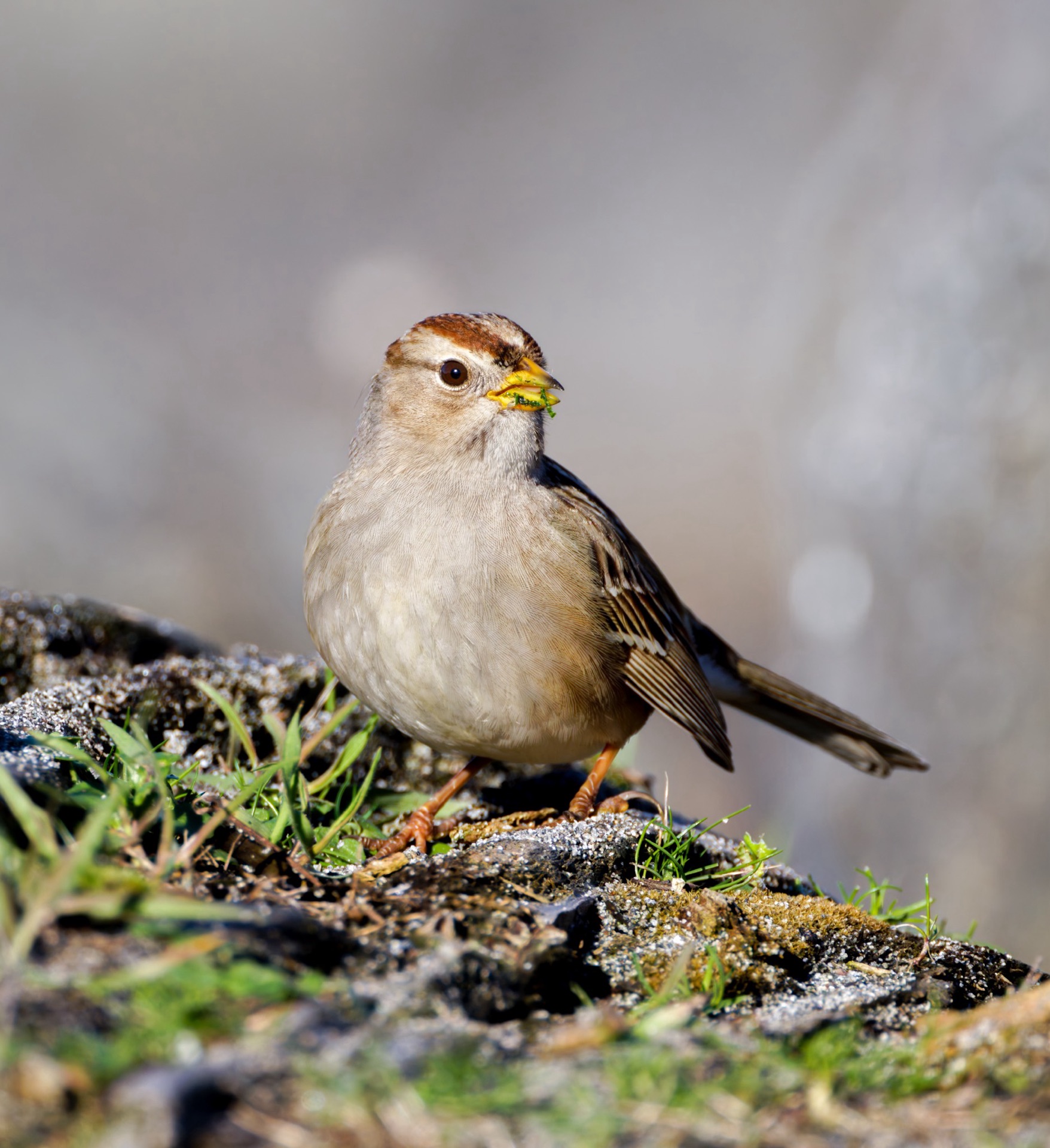White-crowned Sparrow