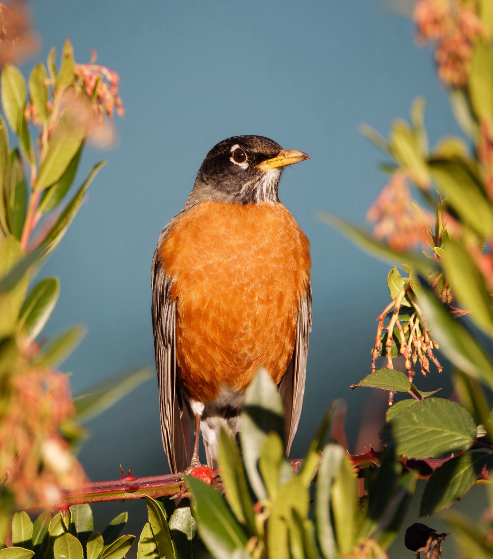 American Robin