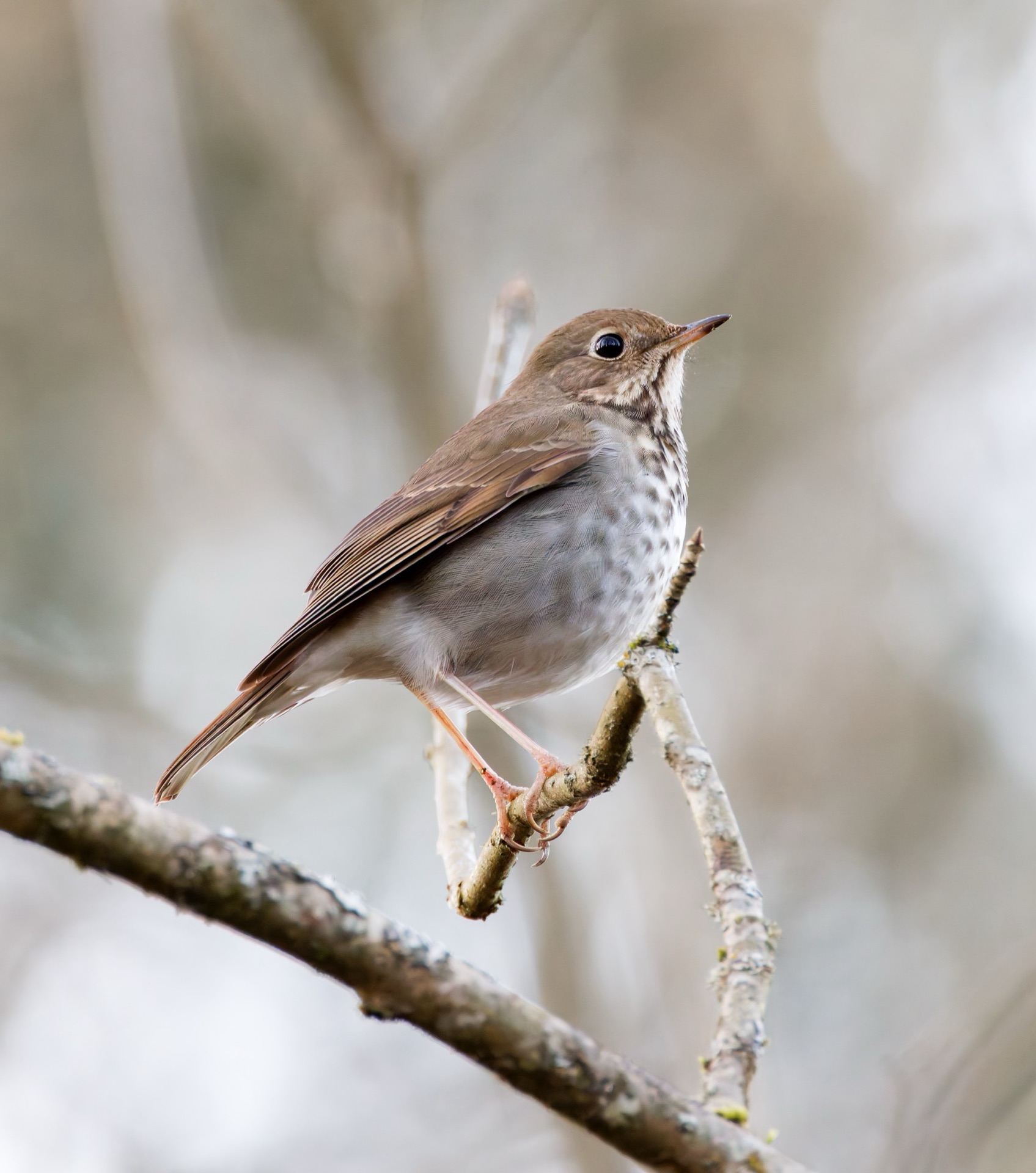 Hermit Thrush