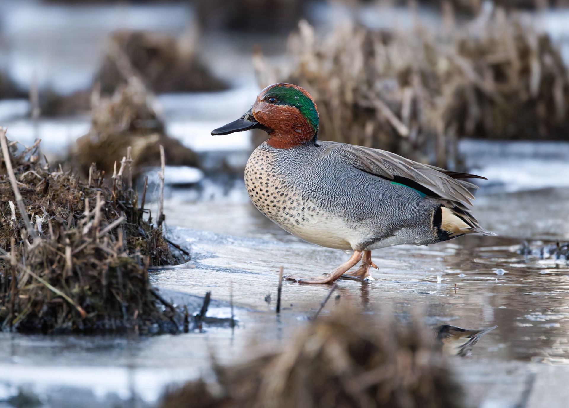 Green-winged Teal