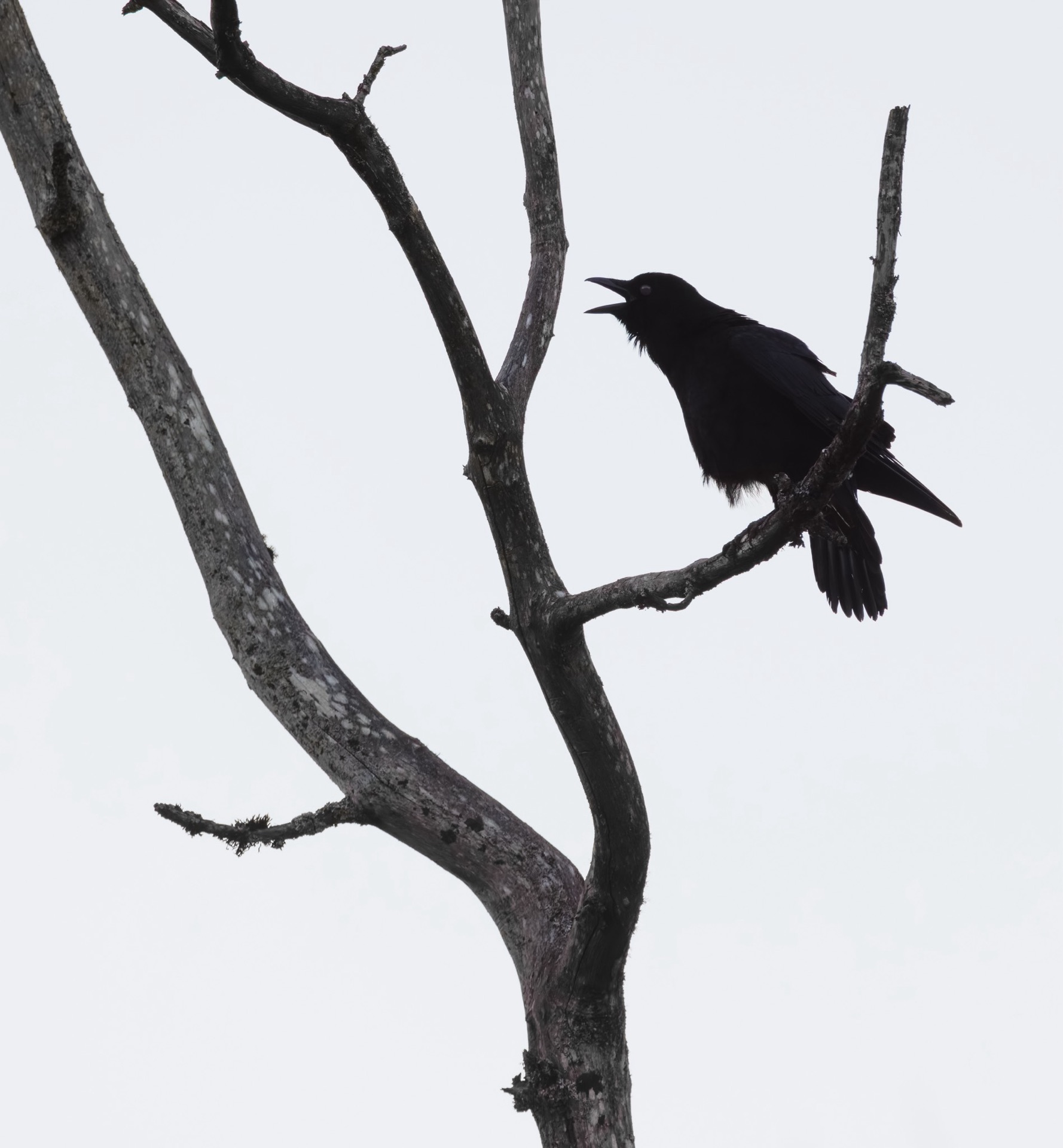 American Crow