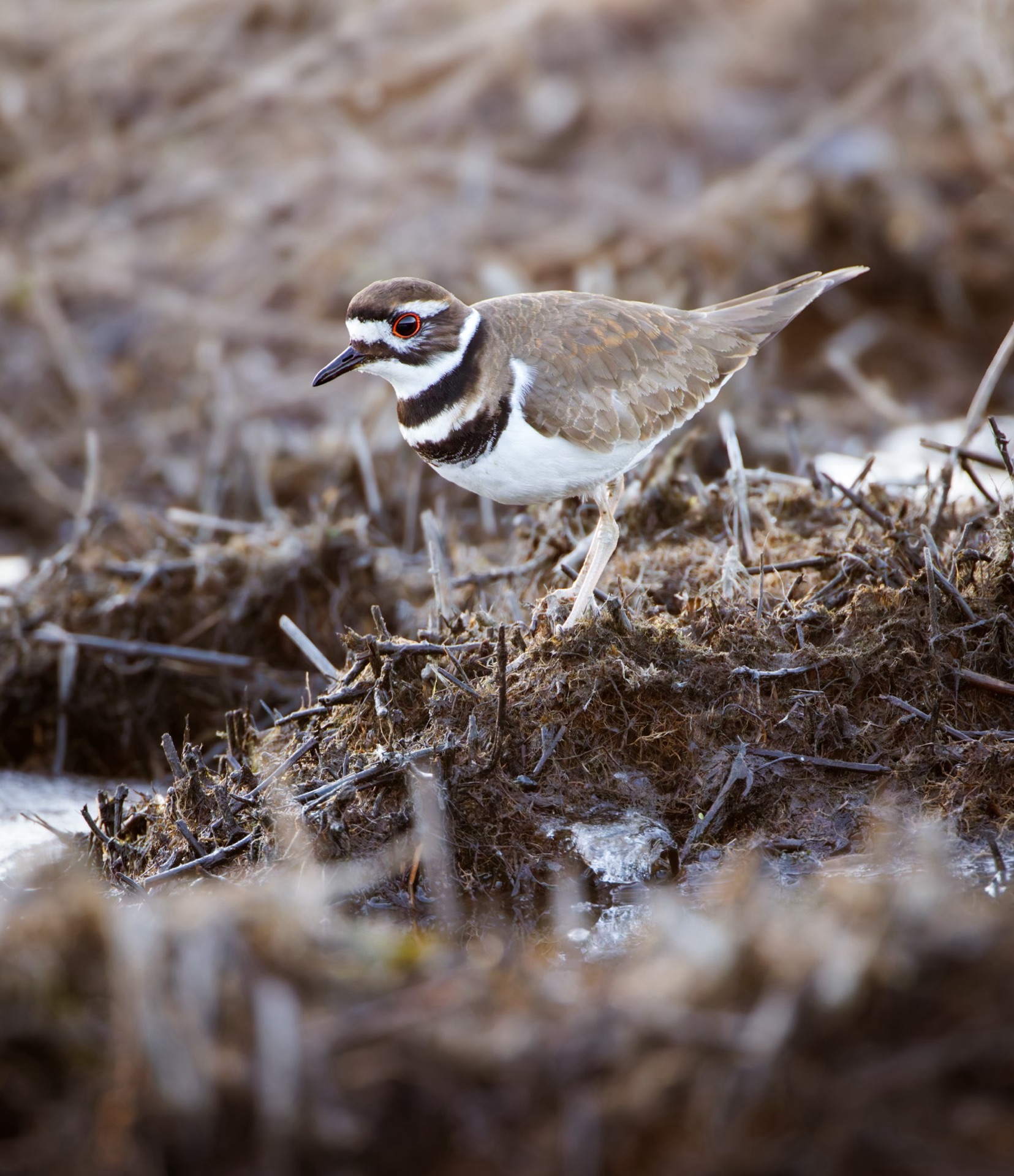 Killdeer