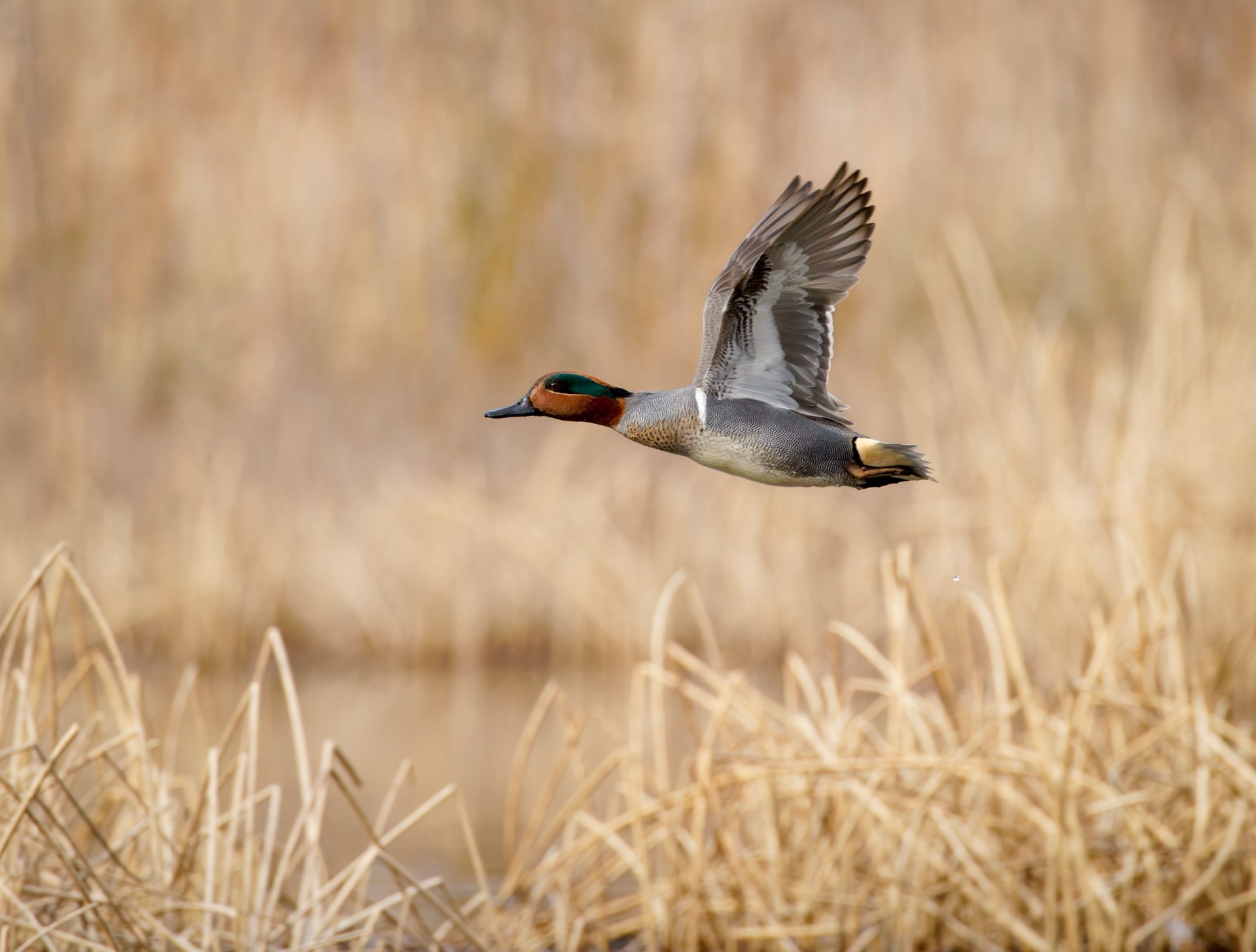 Green-winged Teal