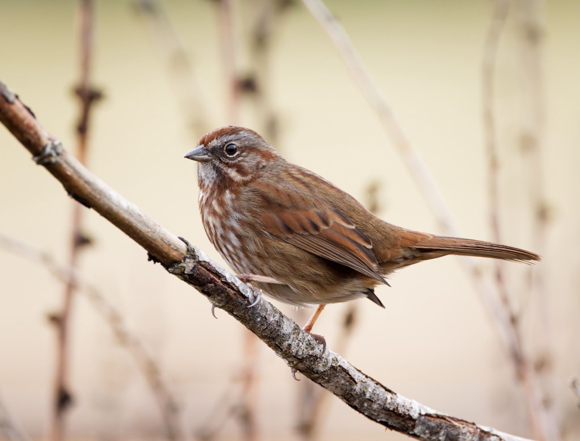 Song Sparrow
