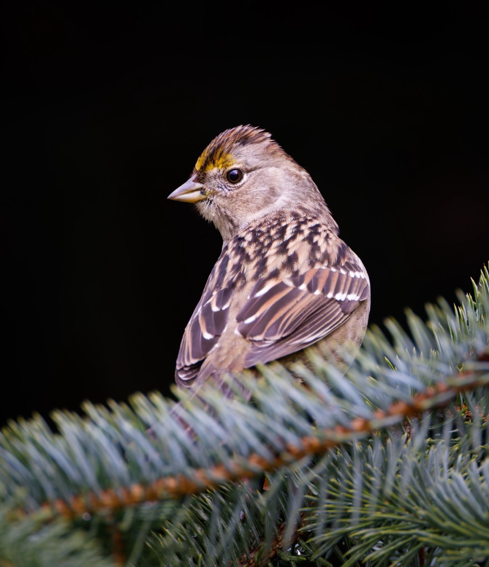 Golden-crowned Sparrow