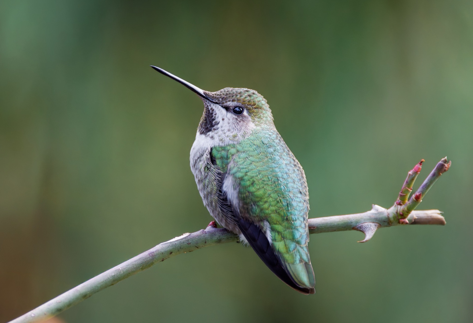 Anna's Hummingbird