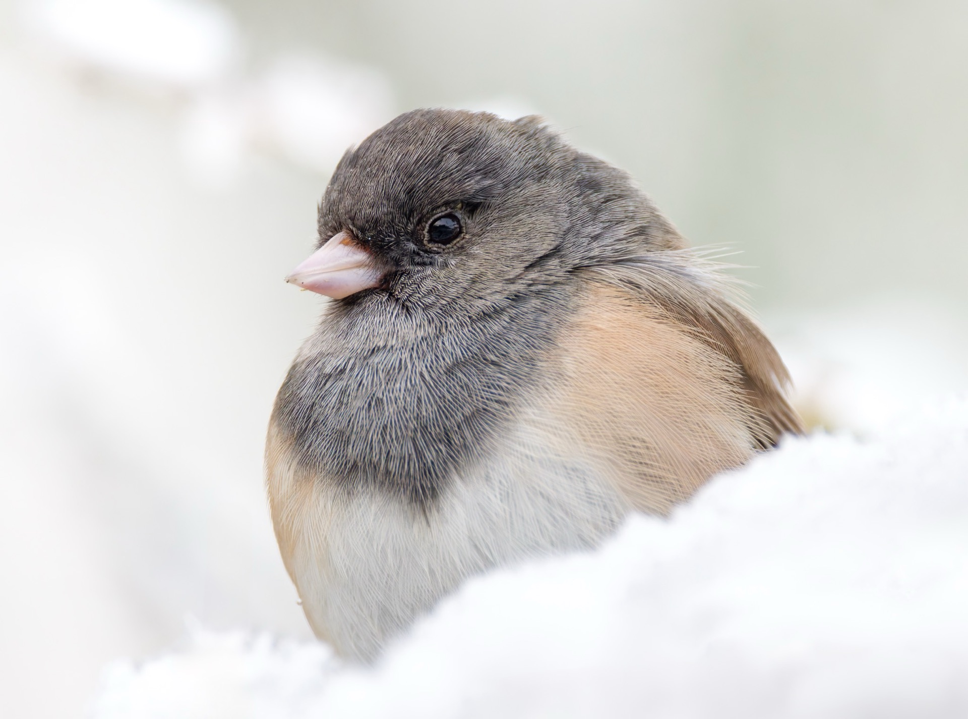 Dark-eyed Junco